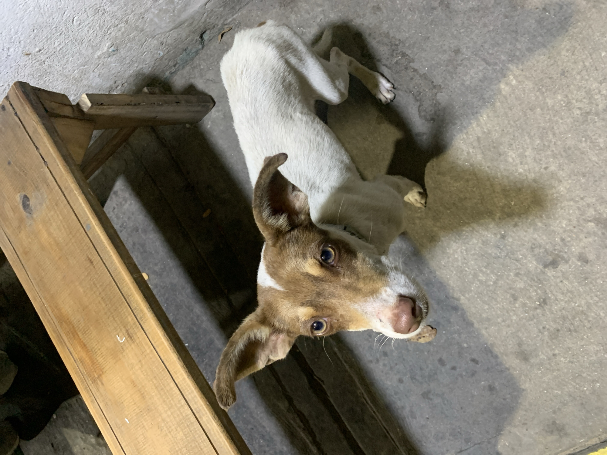 A dog is lying on a concrete surface, next to a wooden structure. The dog has white fur on its body and brown fur around its head and ears. It is looking up towards the camera. The wooden structure appears to be a part of a wooden scaffolding, with multiple planks visible. The concrete surface has some debris scattered on it. The location is Juan Griego, Venezuela.