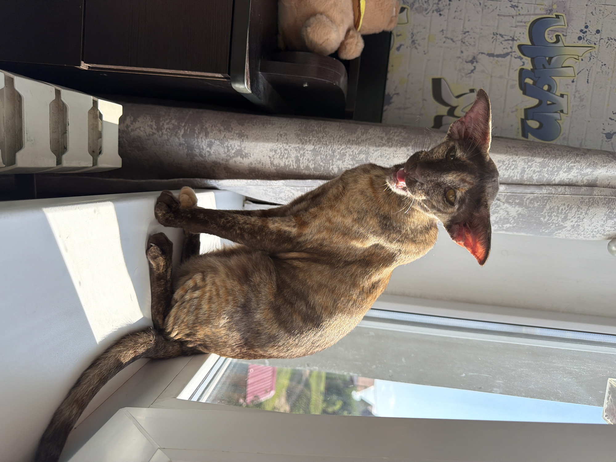 The image shows a tortoiseshell cat lying on a windowsill in Chaikovsky, Russia. The cat is in focus and is licking its lips, with its tongue slightly visible. Its fur has a distinctive mottled pattern of brown, black, and orange. The cat is positioned on a white ledge that runs along a window. Sunlight streams in from the right, casting shadows across the windowsill and the cat's body.
In the background, a dark wooden piece of furniture is visible at the top left of the frame. On this furniture, a light brown teddy bear with a yellow ribbon around its neck is partially visible. Behind the cat, a grey, textured curtain or fabric is draped. Further in the background, on the wall, there is some graffiti-like artwork with stylized letters in shades of blue and yellow. The window itself reveals a view of the outdoors, with a bright blue sky and hints of greenery, suggesting it is daytime. The lower part of the window shows the reflection of a red-tiled roof and trees, indicating an outdoor environment.
The lighting suggests it is a sunny day, likely in the morning or afternoon. The presence of the windowsill, curtain, and furniture implies an indoor setting within a residential or domestic environment. The cat's posture and grooming action suggest a moment of relaxation or contentment. No specific event is taking place other than the cat's grooming. The visible text is the graffiti on the wall, which appears to be stylized lettering but is not clearly legible.