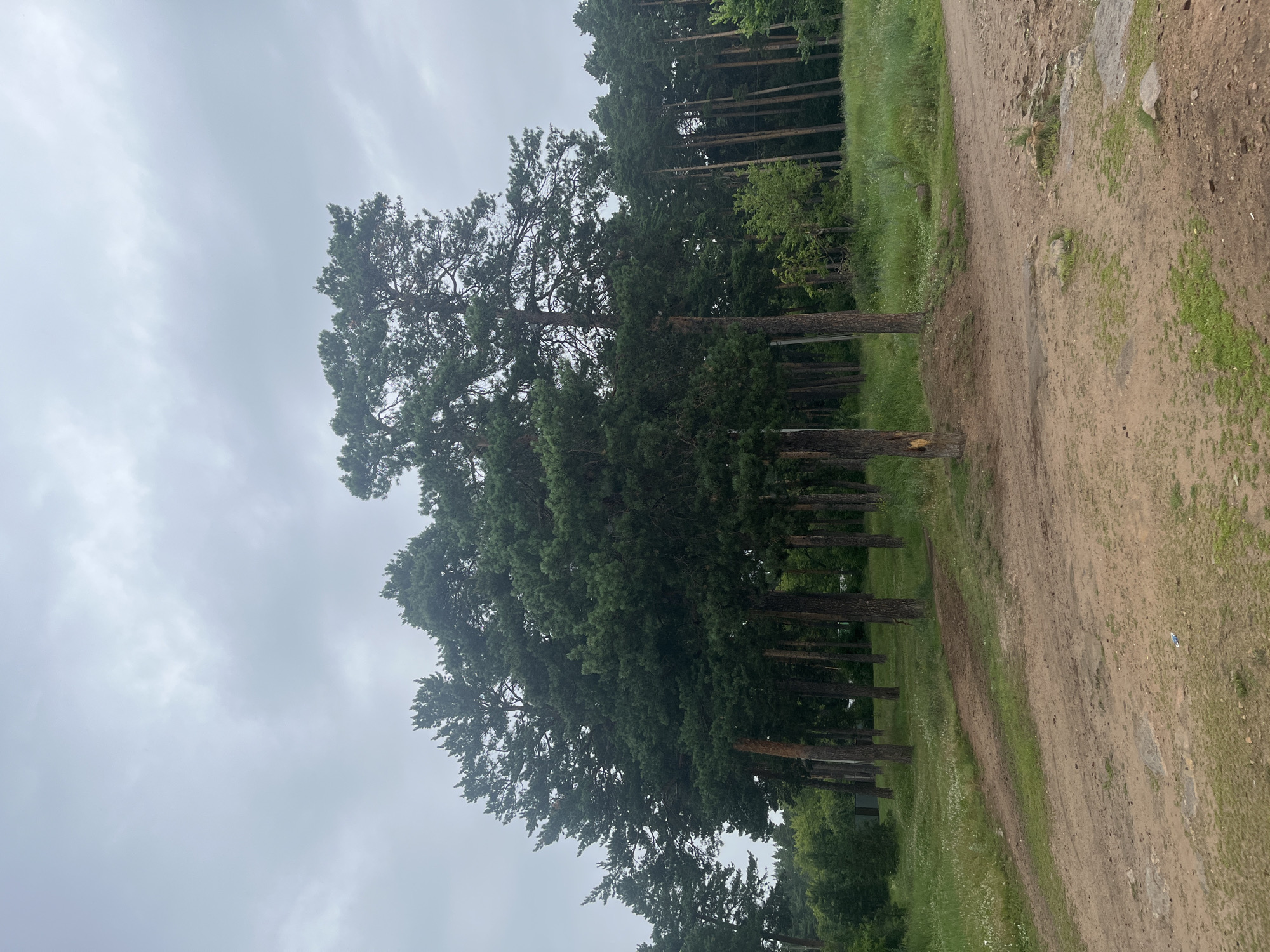 The image depicts a natural landscape featuring a cluster of tall pine trees under a cloudy sky. The ground in the foreground is a dirt path with sparse patches of green grass and some rocks. The trees are dense and green, with visible trunks and branches. The overall impression is of a wooded area on an overcast day.
The image does not contain any specific visual cues that would allow for its precise location within the city of Chelyabinsk, Russia. The scene is a generic depiction of a forest or park area. There are no people, animals, or identifiable man-made structures that would indicate a specific location.