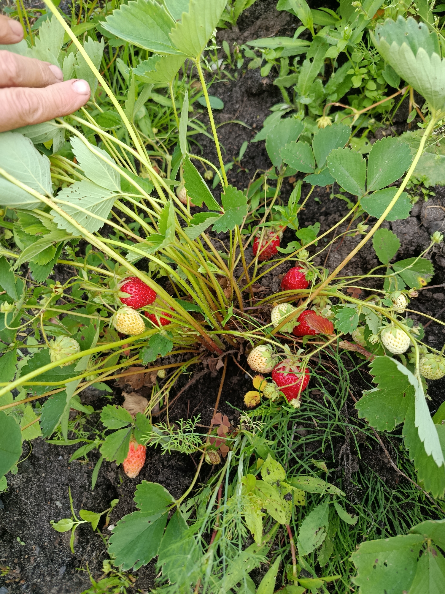 This is an overhead, close-up shot of a strawberry plant growing in dark soil. The plant has green leaves and several strawberries in various stages of ripeness. There are at least three ripe red strawberries, and several unripe pale green and white ones. A person's hand with lightly tanned skin and clean fingernails is visible in the upper left corner, gently touching some of the leaves. The background is filled with more greenery and the dark soil, suggesting an outdoor garden setting. The lighting suggests it is daytime, possibly overcast given the diffused light. The image appears to be taken in Verea, Russia. There is no visible text.