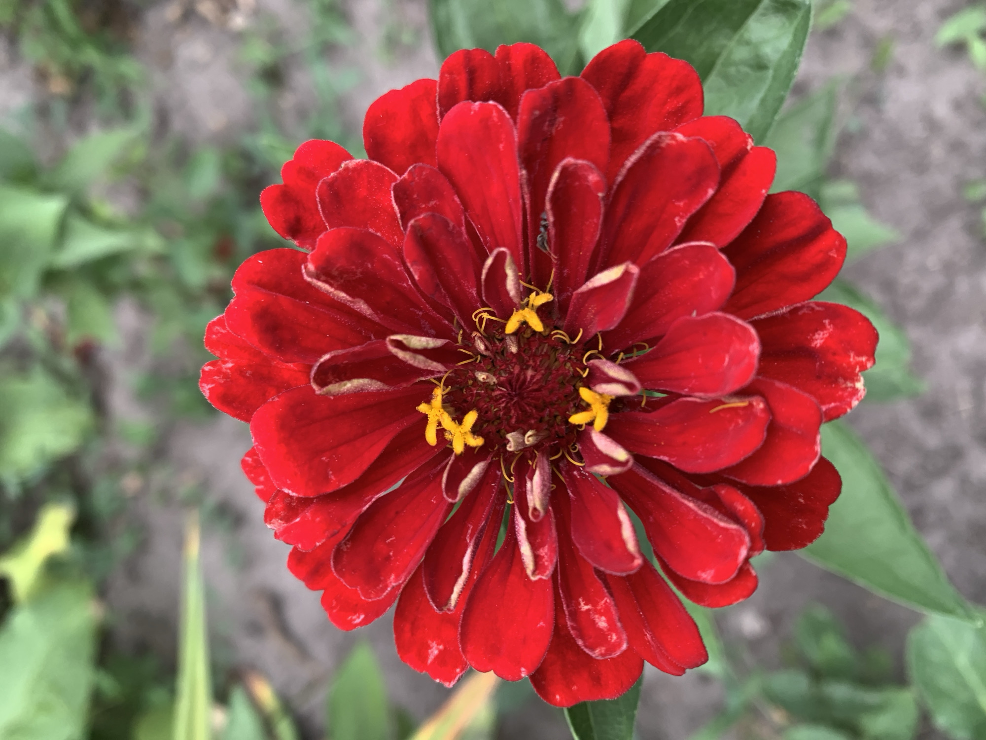 A close-up, top-down shot of a bright red zinnia flower is featured. The flower's petals are layered and slightly curled, with a dusting of yellow pollen visible at the center, along with some thin, yellow stamens. A single small, dark ant is perched on one of the lower petals. The background is softly blurred, showing green foliage and a sandy or dirt ground, consistent with an outdoor garden setting. The image was taken in Ivanava, Belarus.