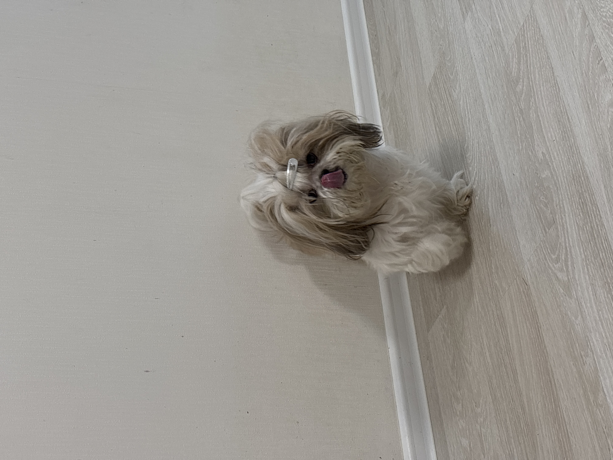 A Shih Tzu dog with light brown and white fur sits on a light-colored wood-look floor next to a white baseboard. The dog has a clear plastic hair clip on its head and is sticking its tongue out. The location is inside a building; there is no information to suggest it is in Izhevsk, Russia.