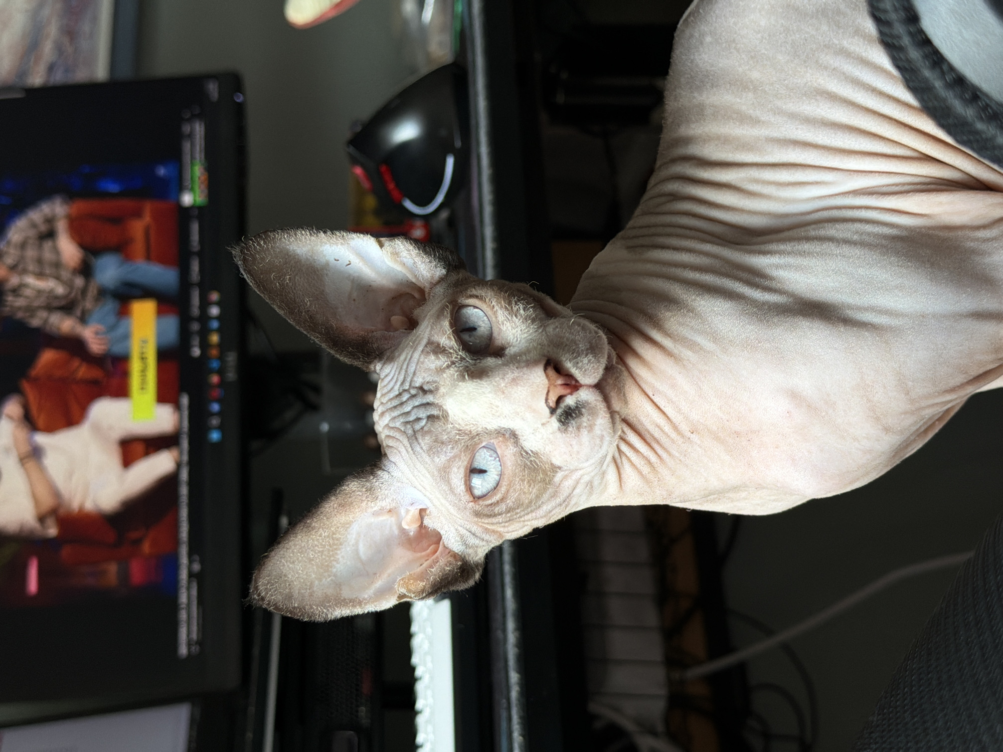 A sphynx cat with light blue eyes and wrinkled skin sits in front of a computer monitor. The cat is facing forward and looking directly at the camera. The monitor displays an image of two people sitting on a couch, with a yellow banner across the bottom. The background is cluttered with computer equipment, including a keyboard and a mouse. The lighting is dim, with the main light source appearing to be the monitor. The image is taken from a medium close-up, focusing on the cat's face and upper body.
