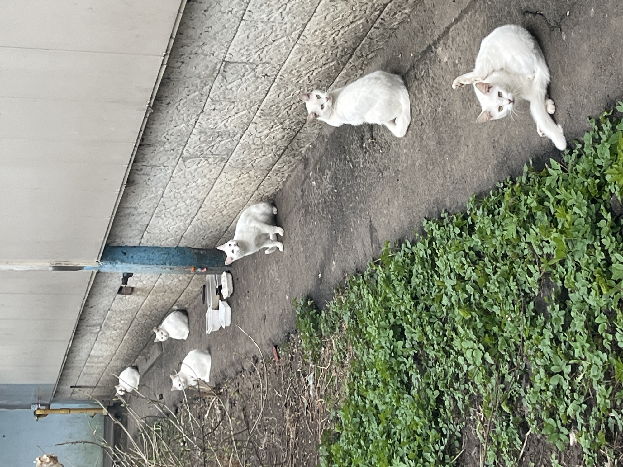Six white cats are positioned along the base of a building, adjacent to a concrete walkway and a patch of green ground cover. The building appears to be constructed of gray, horizontal panels. The walkway is concrete with visible seams. There are a few white objects placed near the cats, along the walkway. The cats appear to be domestic animals. The environment includes green foliage and bare branches. The location is Klin, Russia.