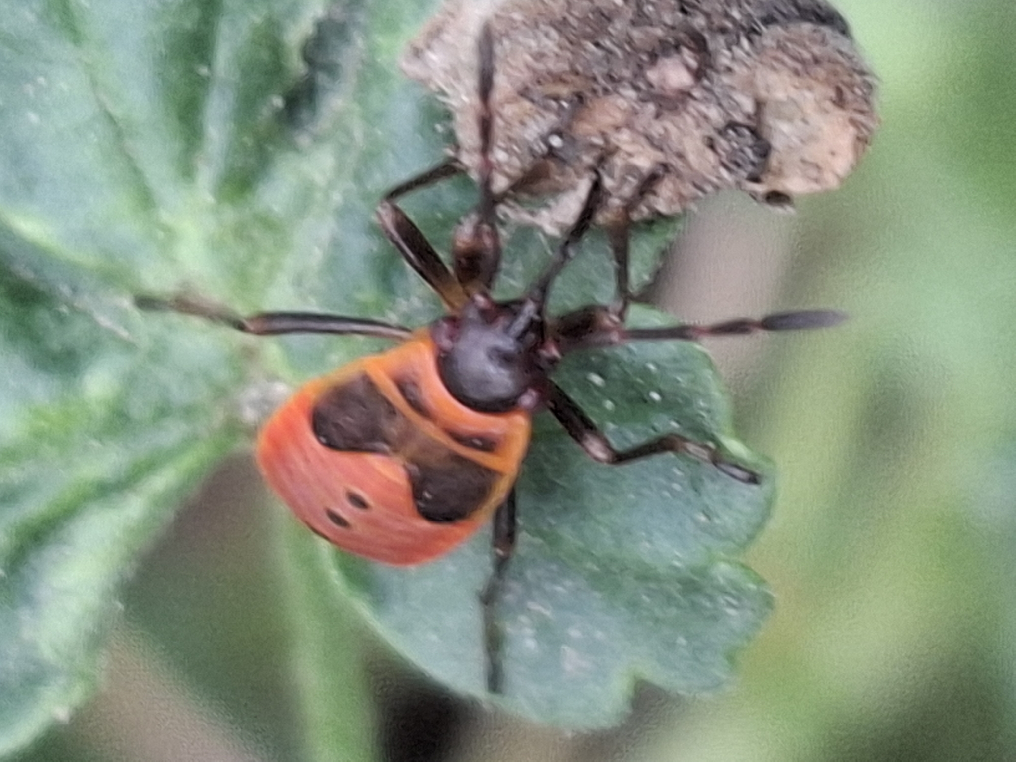 A close-up, macro photograph captures a bright orange insect with black markings perched on a green leaf. The insect, likely a boxelder bug, has a distinct black pattern on its orange wings, resembling a shield. Its head is dark and segmented, with visible antennae and legs. The insect is positioned on the left side of the frame, with its body angled towards the right. To the right of the insect, a piece of rough, brown bark or organic material is visible. The background is softly blurred, with shades of green indicating foliage and possibly other plants. The lighting appears natural, highlighting the vibrant colors of the insect and the leaf. The setting suggests an outdoor environment, possibly a garden or natural area within the city of Almaty, Kazakhstan, though no specific landmarks or urban elements are discernible in the frame.