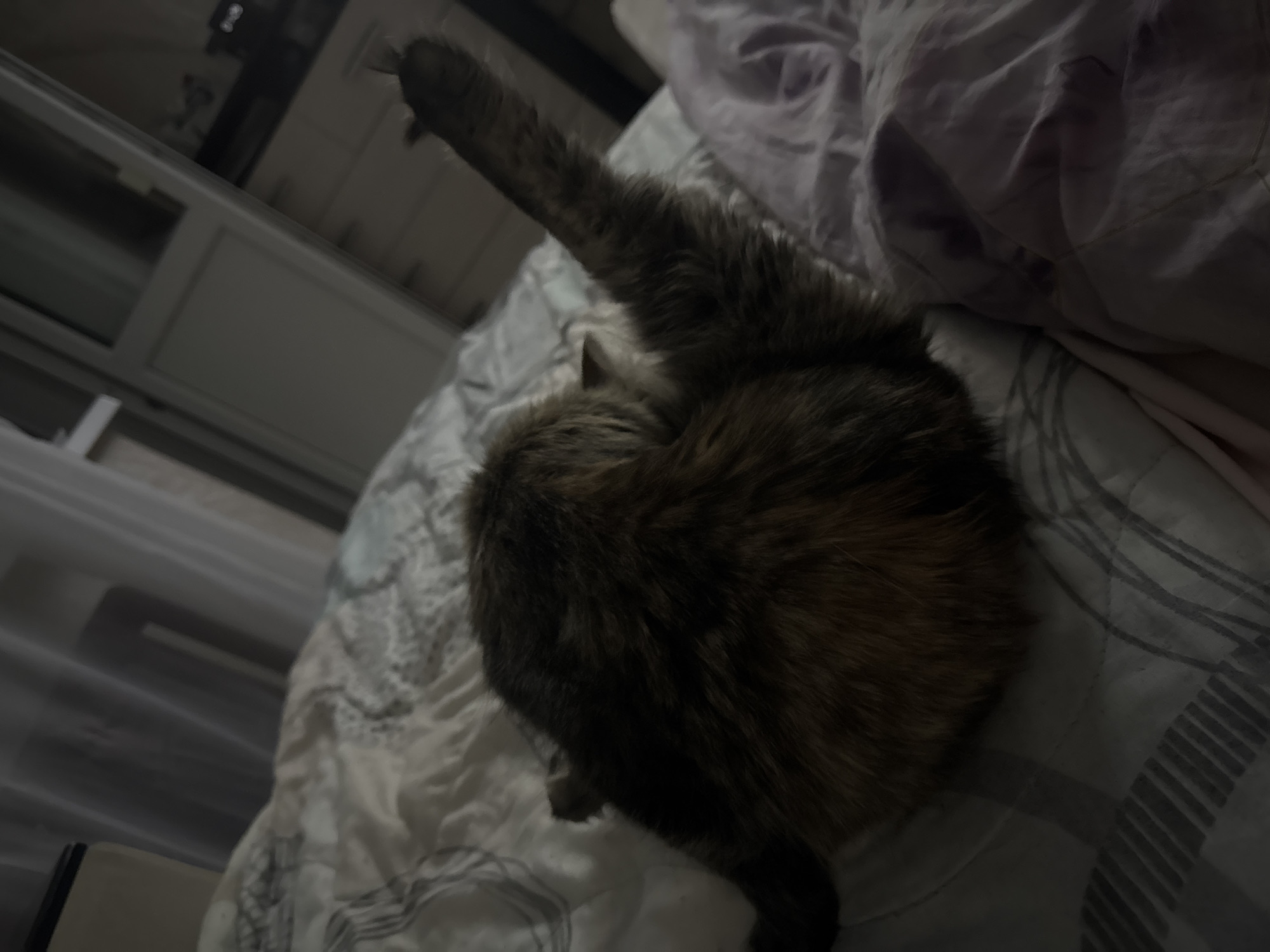 An adult, tortoiseshell cat is lying on a bed covered with a patterned duvet. The cat is facing away from the camera, curled up with its rear end towards the viewer and its front left leg raised in the air. The background suggests an indoor setting, possibly a bedroom, with soft lighting. The image does not provide any specific location details for Saratov, Russia.