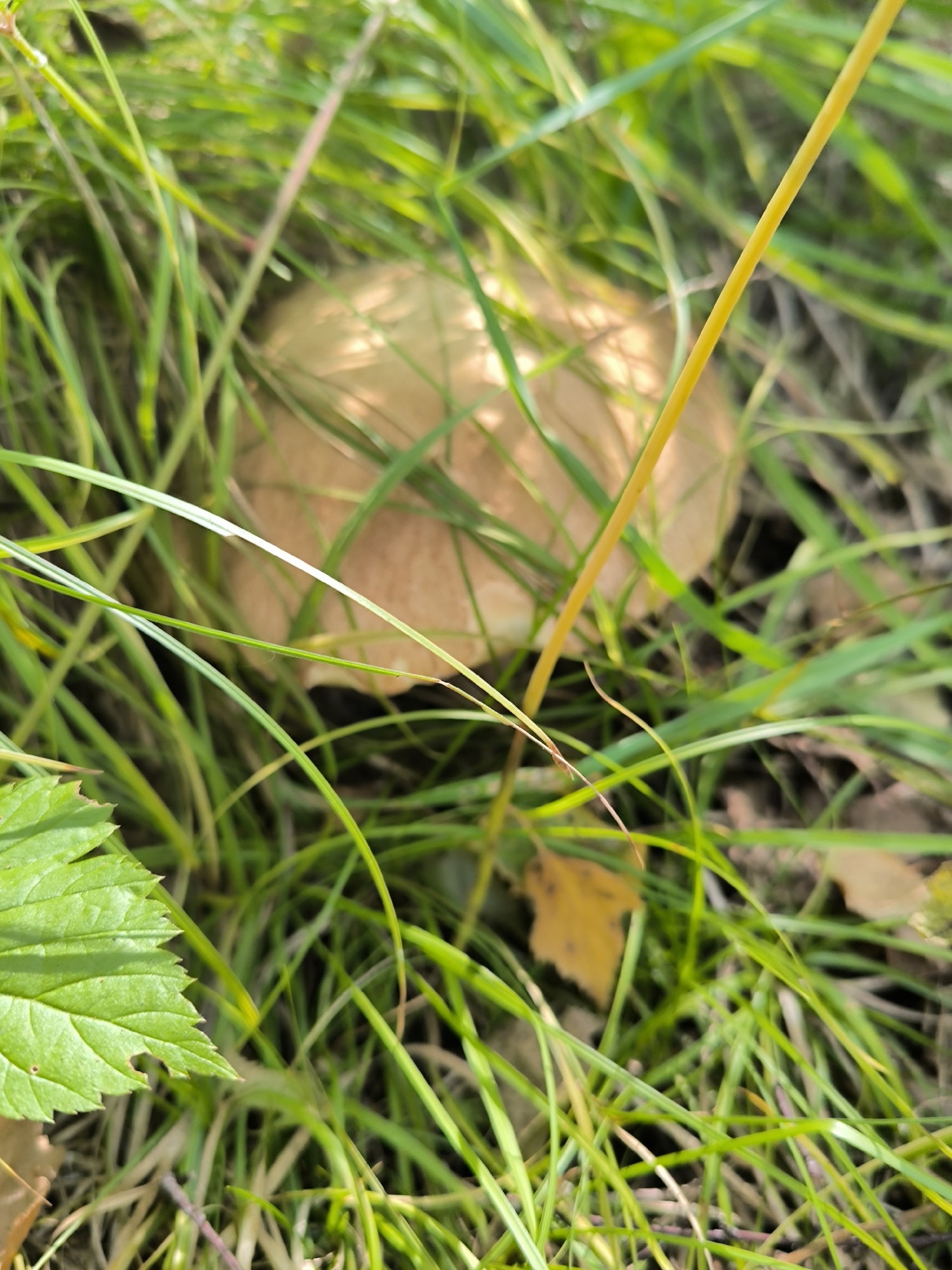 The image shows a close-up view of a mushroom partially obscured by green grass and a single yellow blade of grass. The mushroom has a light brown cap. The environment appears to be a natural outdoor setting, likely a forest floor or a grassy area, consistent with the city of Maiskii, Russia, known for its natural landscapes. There are no people or any visible signs of human activity in the frame. The lighting suggests it is daytime.