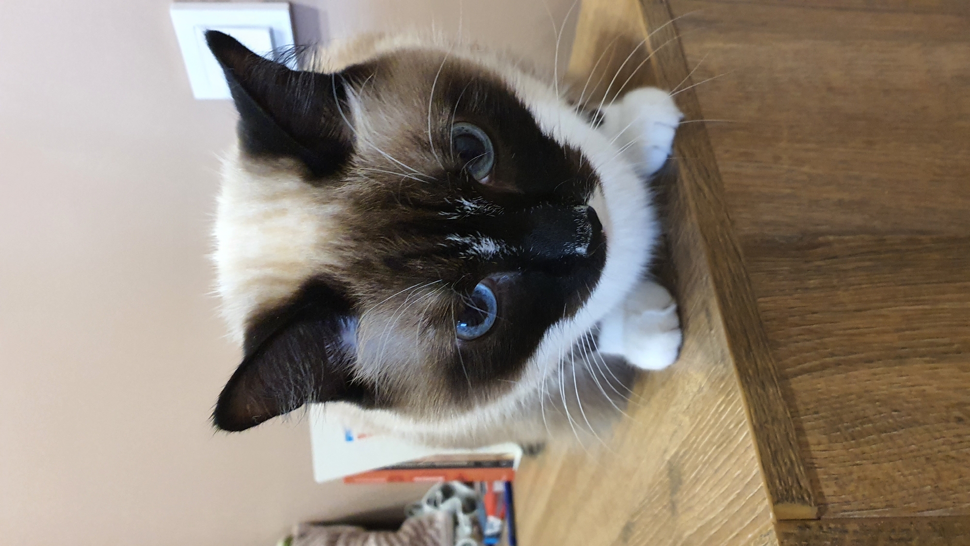 The image is an eye-level shot of a Siamese cat with striking blue eyes. The cat is positioned on a wooden surface, possibly a table or shelf. Its fur is a mix of cream, brown, and black, characteristic of the Siamese breed. The cat's gaze is directed upwards, implying it is looking at something or someone above the frame. Its white paws are visible, one resting on the wooden surface, and the other slightly raised.
In the background, a neutral-colored wall is visible, with a white light switch or outlet plate mounted on it. The lighting suggests it is daytime, with soft ambient light. There are some out-of-focus objects in the lower background, appearing to be books or papers, hinting at a domestic environment. The overall mood of the image is calm and intimate, focusing on the cat's alert and curious expression. No visible text is present in the image. The location context of Krasnoyarsk, Russia, provides a geographical setting but offers no specific visual cues within the image itself.