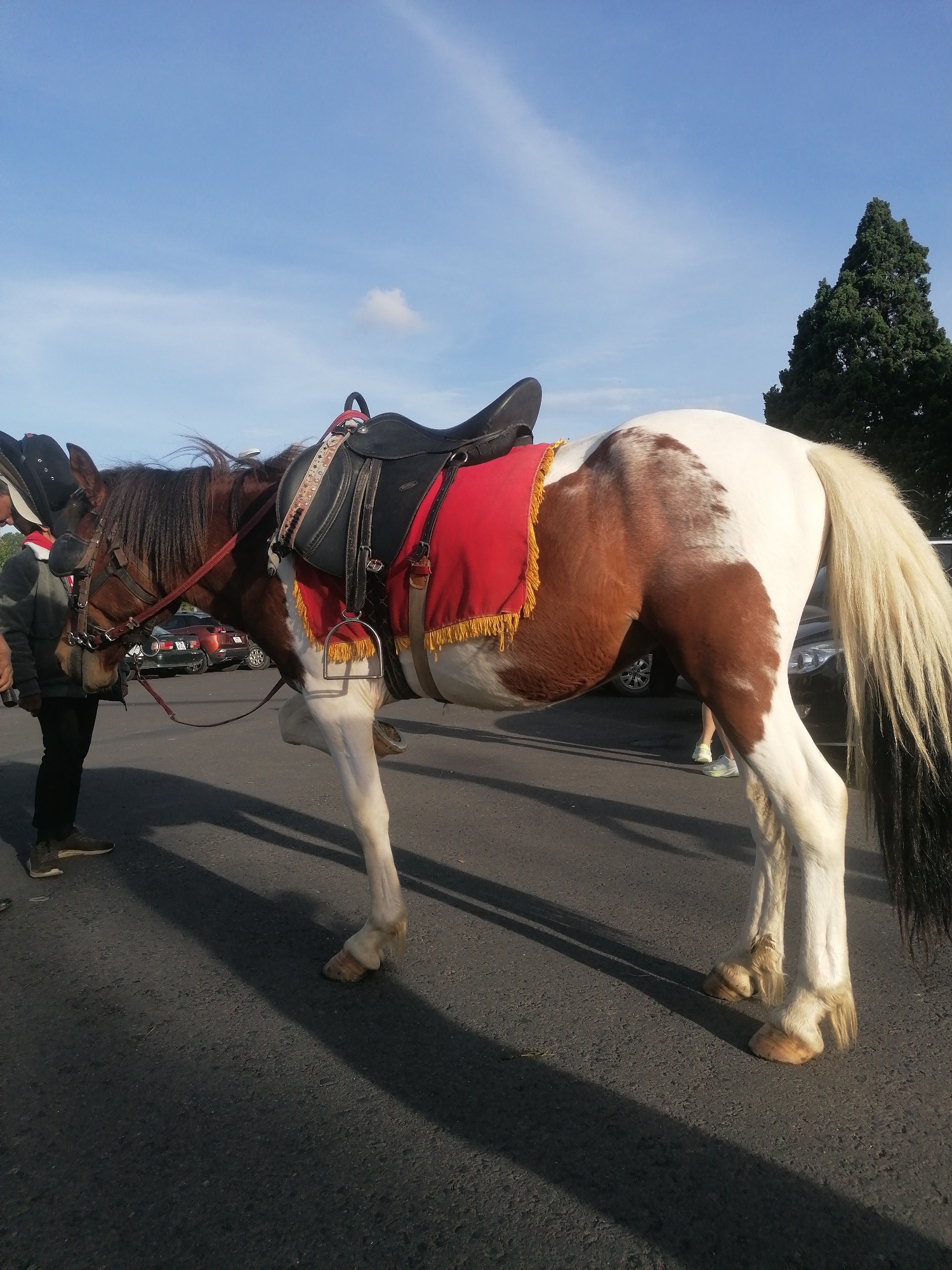 In Phường Xuân Hương, Đà Lạt, Vietnam, a brown and white piebald horse stands on an asphalt road. The horse is equipped with a black saddle and a red saddle blanket adorned with gold fringe. A person, partially visible, stands to the left of the horse, wearing a grey jacket and black pants. The background shows parked cars and a tall evergreen tree under a clear blue sky with a few wispy clouds. The lighting suggests it is daytime, with strong shadows cast on the road.