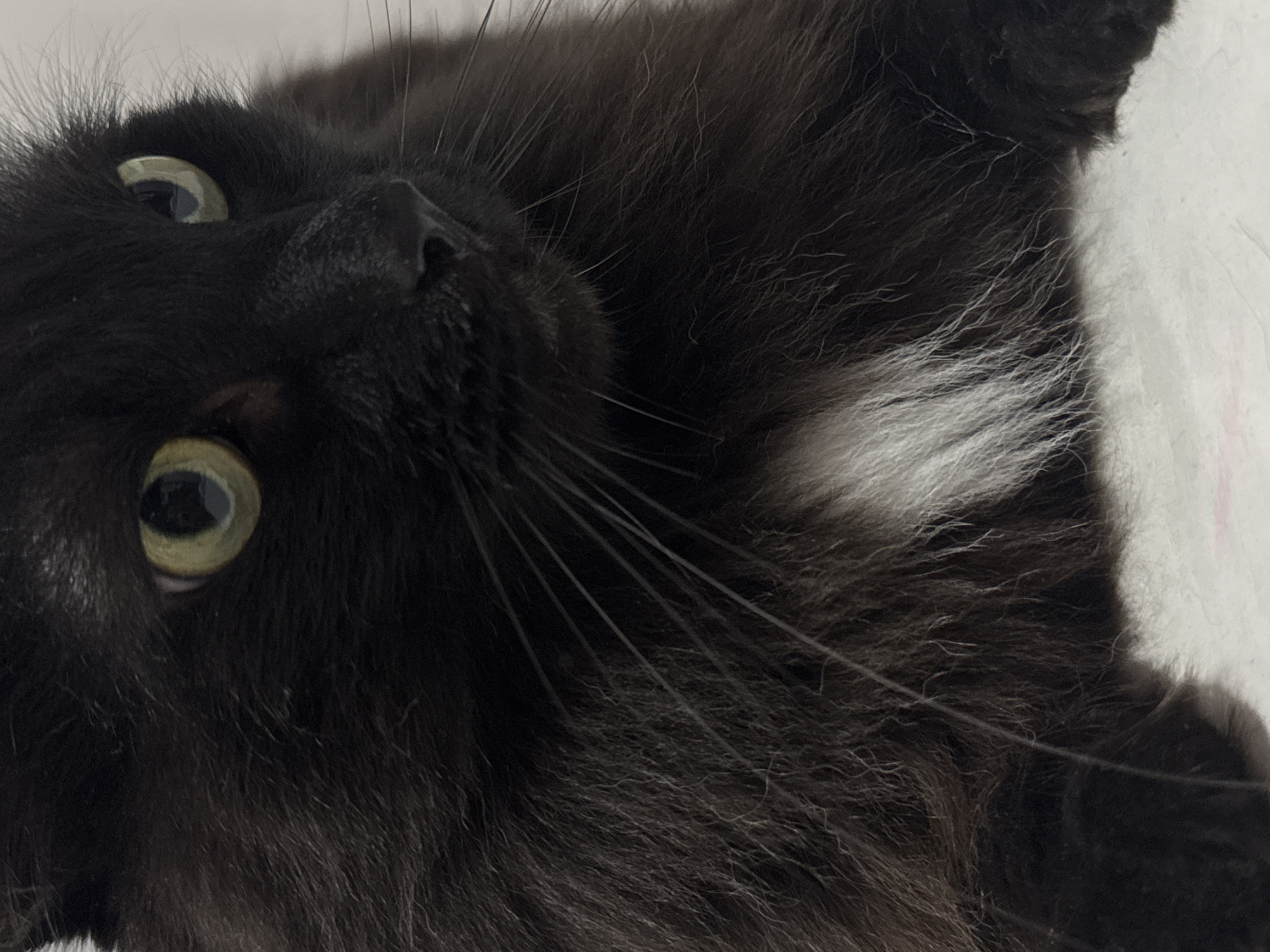 The image is a close-up, eye-level photograph of a black cat with green eyes. The cat's fur is long and appears to be fluffy, with some lighter grey or white strands visible, particularly around its chest where there is a distinct patch of white fur. The cat's face is in focus, with its eyes looking slightly to the right of the frame. The background is out of focus and appears to be a light-colored, textured surface, possibly a blanket or bedspread. There are no discernible landmarks or environmental features that would suggest a specific location in Chaikovsky, Russia. The image captures only the cat.