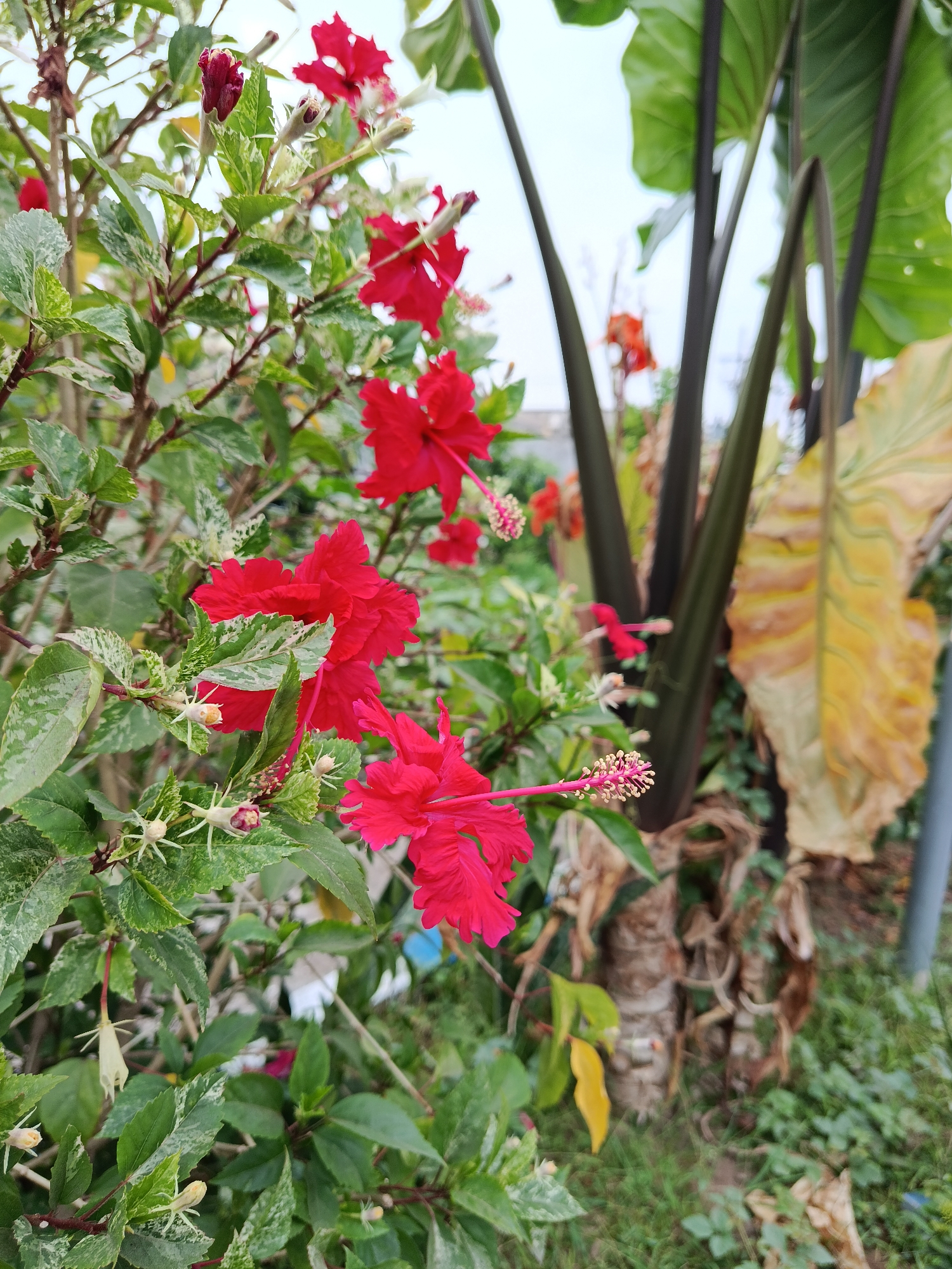 In Keboansikep, Indonesia, a close-up shot captures a vibrant cluster of red hibiscus flowers with their delicate stamens prominently displayed. The hibiscus are situated amongst variegated green leaves, some showing mottled white patterns. In the background, the thick, dark stalks of larger plants, possibly elephant ear plants, rise vertically. A large, dried, yellow leaf with prominent veins is visible to the right, adding a touch of autumnal color to the scene. The ground beneath is covered with green grass and fallen leaves, suggesting a natural outdoor setting. The focus is on the intricate details of the hibiscus blooms, with the background plants serving as a contrasting backdrop of scale and texture.