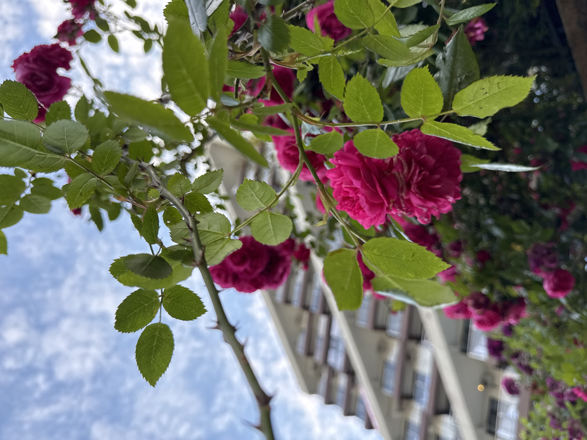 The image depicts a close-up view of a rose bush with vibrant pink roses and green leaves against a backdrop of a cloudy blue sky and a blurred building. The building appears to be an architectural structure with multiple levels and balconies, possibly a hotel or residential complex. The foreground is dominated by the rose bush, with sharp thorns visible on its branches, suggesting it's a natural or cultivated plant. The composition is focused on the texture and color of the roses and leaves, with the building serving as a distant, out-of-focus element. The scene is likely captured outdoors, perhaps in a garden or park setting within a city. While the specific location within Sochi, Russia is not definitively identifiable from the image alone, the presence of such vegetation and architecture is common in urban environments. There are no people or animals visible in the frame.