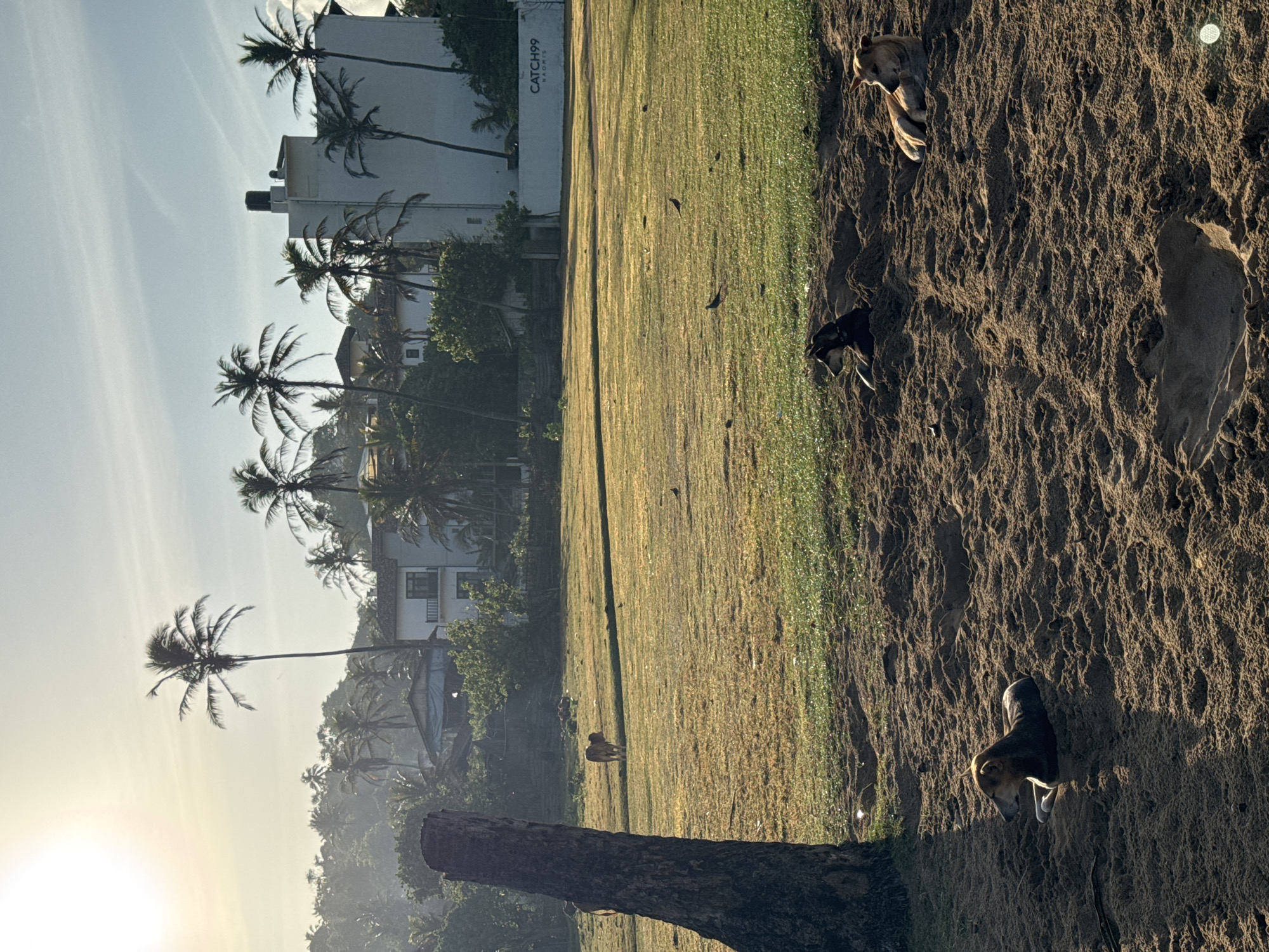 The image depicts a tranquil scene in Midigama, Sri Lanka, likely during a sunrise or sunset, given the warm, diffused sunlight. In the foreground, three dogs are resting on a sandy dune. One dog, predominantly brown with white paws, is lying on its left side, facing left, with its head slightly raised. To its right, a darker-furred dog is also lying down, facing left. Further to the right and slightly behind, a lighter-furred dog is resting on its side, facing left.
Beyond the sandy area is a grassy field, bathed in the golden light. A solitary cow stands in the middle distance, facing away from the camera, its rear visible. Further into the field, several small birds are scattered across the grass.
In the background, a dense line of palm trees and lush vegetation separates the field from a cluster of buildings. The most prominent building is a white, multi-story structure with balconies. A water tank is visible on its roof. To the left of this building, other houses and structures are partially obscured by foliage. The sky above is a pale blue with wispy white clouds, and the sun, a bright, hazy orb, is positioned in the upper left corner, casting long shadows. A large, dark tree trunk stands in the extreme left foreground, adding a sense of depth to the composition. The overall atmosphere is peaceful and serene.