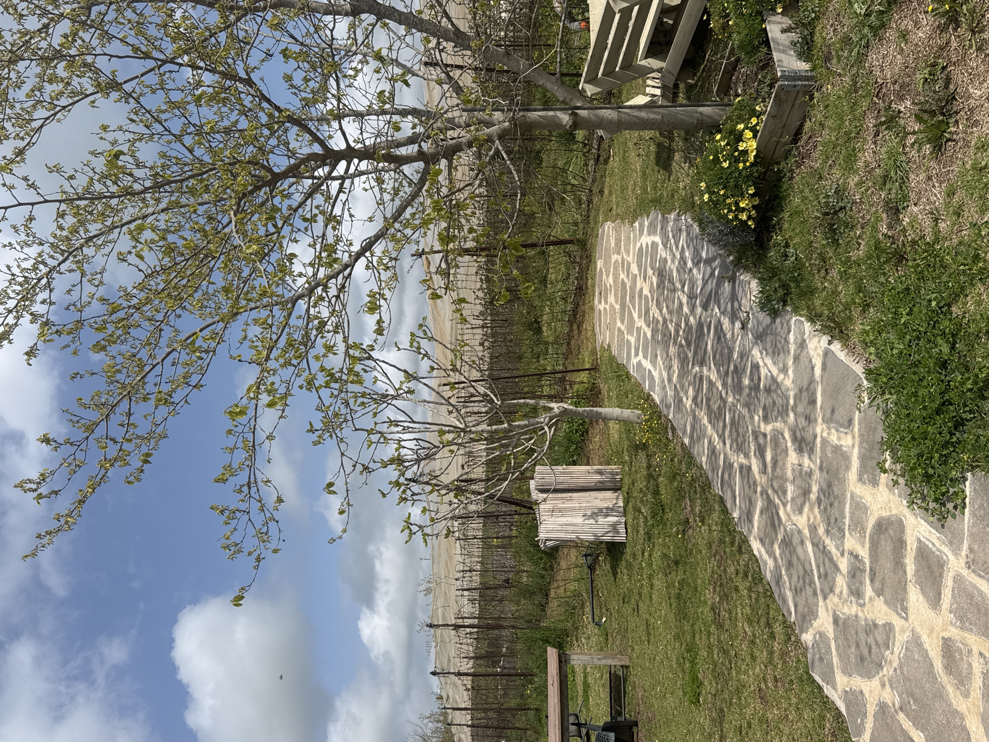 The image depicts a stone pathway curving through a grassy area in the Golan Regional Council, Israel. To the left of the path is a vineyard with rows of grapevines. A tree with sparse foliage casts shadows on the path and the ground. A wooden structure and yellow flowers are visible along the path's edge. The sky above is blue with scattered clouds. A wooden bench sits nearby. Agricultural equipment is placed on the grass.
