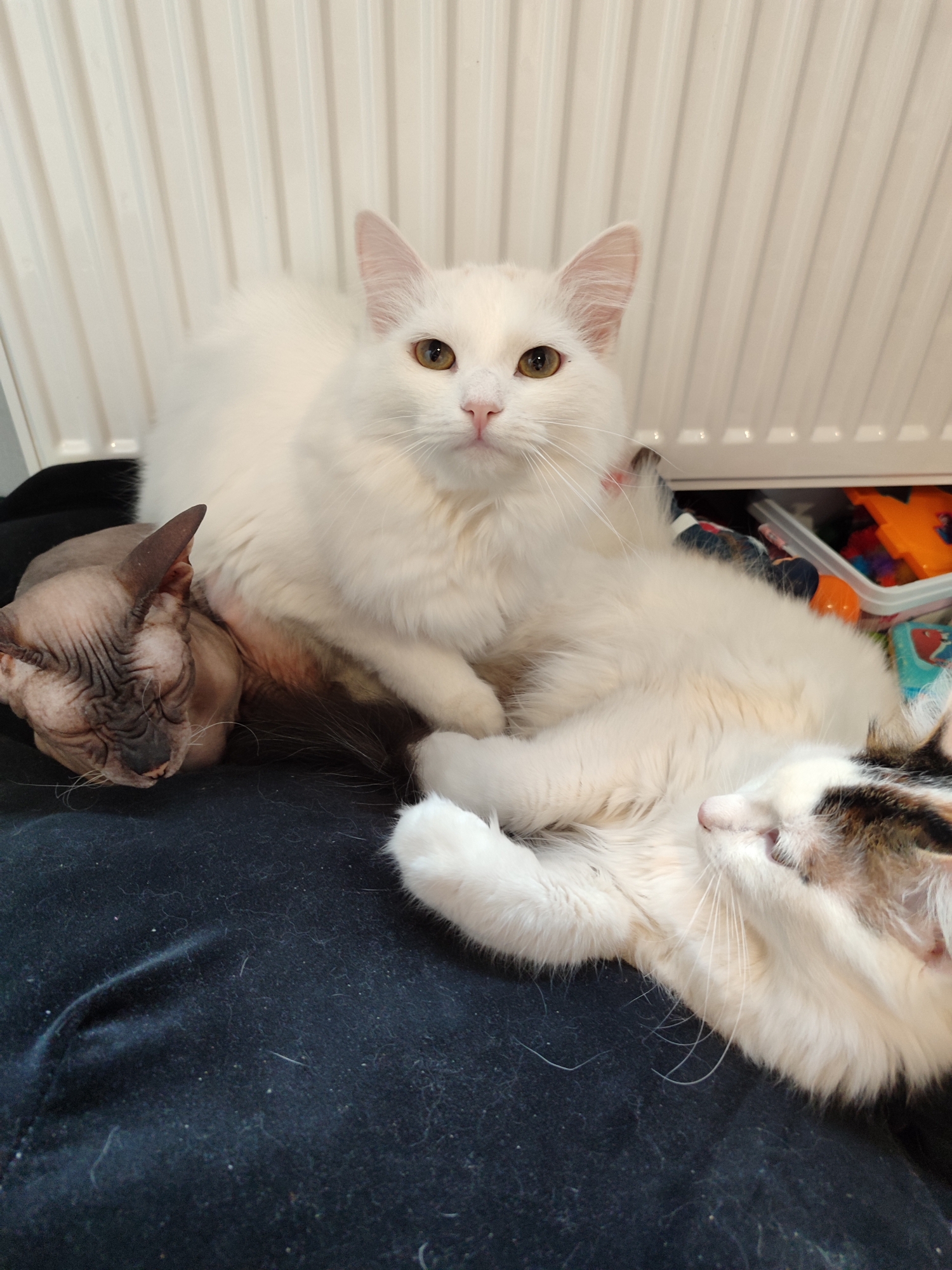 This indoor portrait features three cats of different breeds and colors resting together in a cozy, domestic setting, likely in Izhevsk, Russia.
In the prominent central position, a fluffy white long-haired cat with striking golden-yellow eyes looks directly at the camera. Its pink nose and long white whiskers are clearly visible, conveying a calm and alert expression.
To the left of the white cat, snuggled closely, is a hairless Sphynx cat. Its distinct wrinkled, greyish-pink skin and large, pointed ears are visible, and it appears to be sleeping or deeply relaxed with its eyes closed.
On the right side of the frame, partially obscured by the large white cat, lies a third cat. This cat has a calico or tricolor pattern, with white fur and patches of brown and black on its head and body. It also appears to be sleeping or resting peacefully.
The cats are resting on a dark fabric surface, possibly a blanket or cushion, which is visibly covered with cat hair, indicating a well-used and comfortable spot. In the background, a white, vertically ribbed radiator is prominent, suggesting a heated home environment. To the right, behind the cats, a glimpse of colorful objects, possibly toys, can be seen in a plastic container, further establishing the setting as a household with pets. The scene exudes a tranquil and comfortable atmosphere, showcasing the peaceful coexistence of these feline companions. No text is visible in the image.