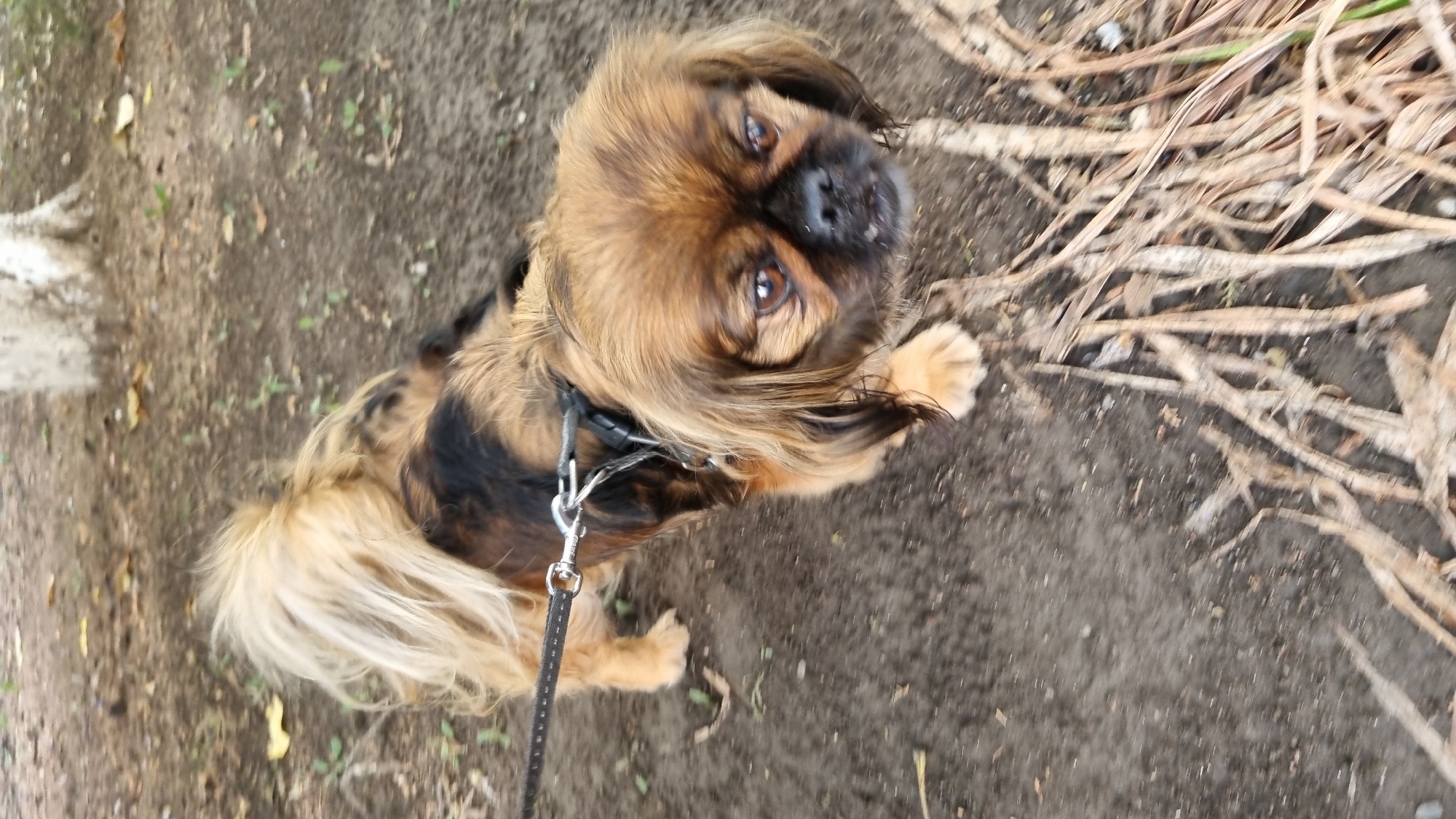 An outdoor, eye-level, close-up shot shows a small, tan and black Pekingese-mix dog on a leash. The dog is facing the camera and appears to be looking down. It has long, brown fur with black markings on its back and ears. The dog is wearing a black harness with a silver clip attached to a black leash. The dog is standing on dark, dirt ground with some dry leaves and twigs scattered around. A blurred tree trunk is visible in the background. The scene is likely in a park or natural area within Berehove, Ukraine, given the context of a leashed dog in an outdoor setting.