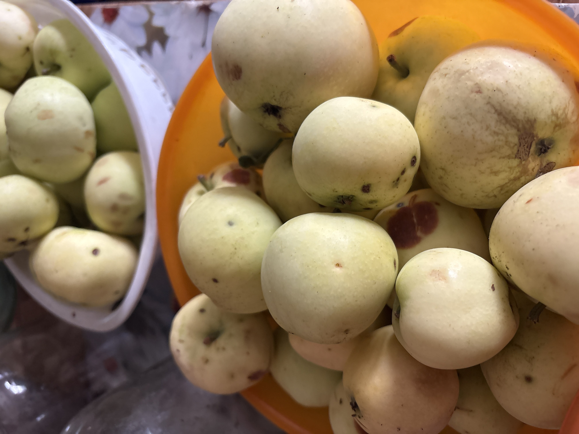 The image shows a close-up view of several pale yellow apples in an orange bowl. Some of the apples have small brown spots or blemishes. In the background, another white bowl filled with similar apples is partially visible, along with what appears to be glass jars. The setting is indoors, and the lighting suggests it could be daytime. There are no people or animals present. The composition focuses on the texture and color of the apples.