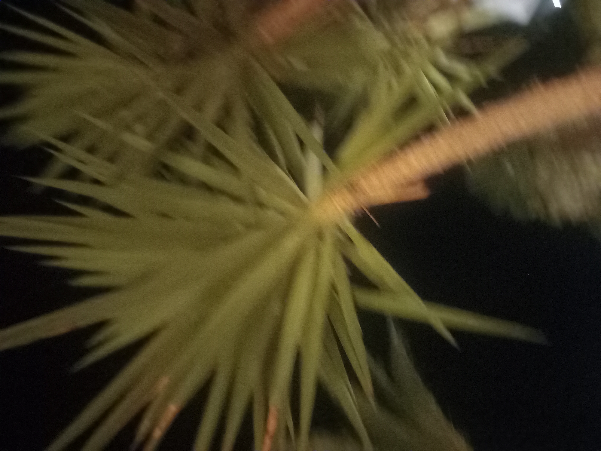 The image is a low-resolution, out-of-focus nighttime photograph of a palm tree. The palm fronds are a yellowish-green and appear to be illuminated from behind. The trunk of the palm tree is visible and has a rough texture. The background is dark, suggesting it is nighttime. There are some blurry lights in the distance. The image appears to have been taken in an outdoor setting, possibly a park or a street in Kos, Greece. There are no people or discernible actions in the image.