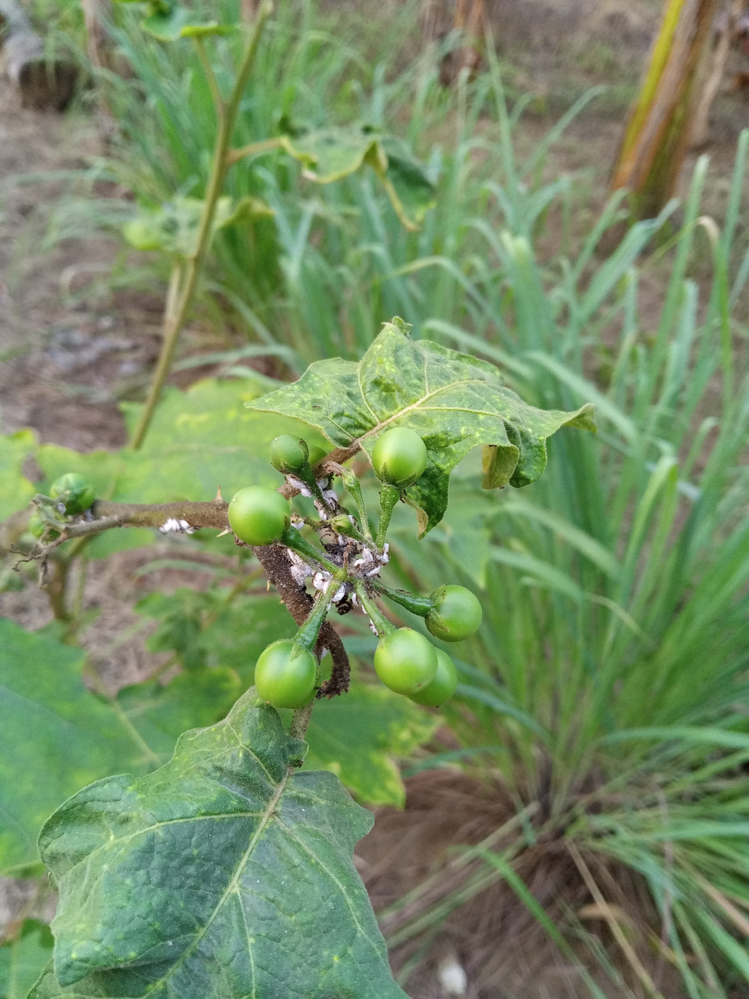 This is a close-up, slightly angled, outdoor photograph of a plant with small, round, green fruits growing in clusters on a thorny stem. The fruits appear to be about a centimeter in diameter. Several of the fruits are in focus, while others are slightly blurred. The plant has green leaves, some of which are also in focus and show visible veins. The stem and some areas around the fruits are covered in white, fluffy material, possibly mealybugs or a similar pest. In the background, out-of-focus green grasses and brown soil are visible. The lighting suggests it is daytime. The scene appears to be a natural or garden environment, likely in the rural area of Uteunbunta, Indonesia, given the presence of lush vegetation typical of the region. There are no people or animals visible in the frame.