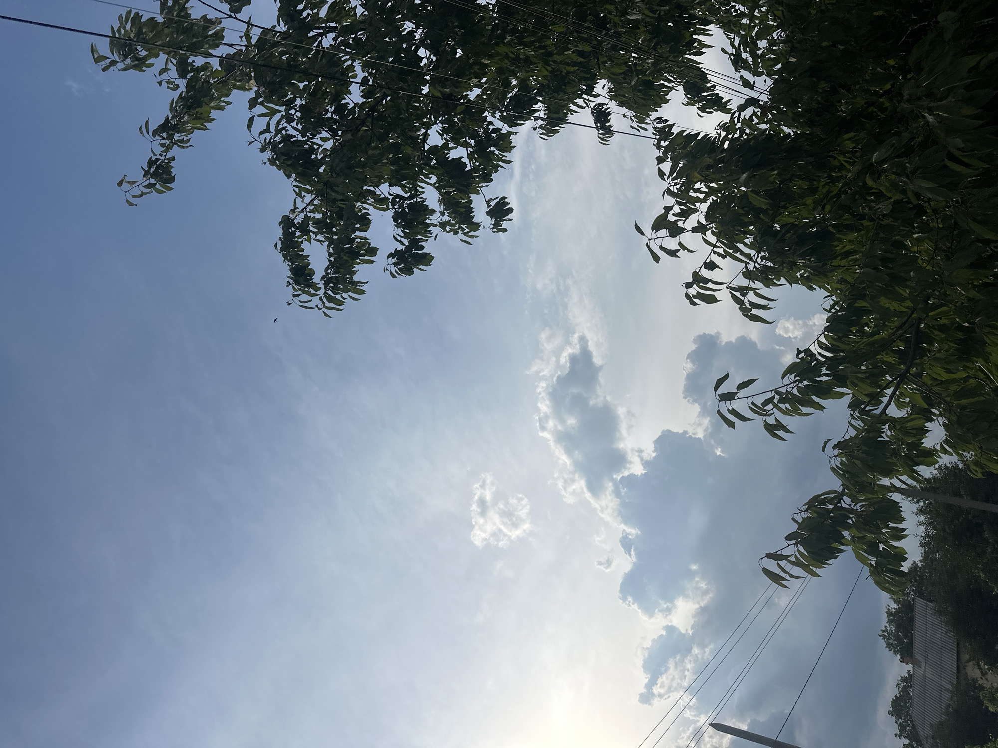 This is an outdoor, low-angle shot looking up at the sky on a partly cloudy day, with the top of trees framing the right and bottom of the image. The sky is a pale blue with scattered white and grey clouds. The sun is visible on the far left, behind some thin clouds, casting a bright glow.
In the foreground, on the right side, are the dark green leaves and branches of a deciduous tree. A few thin, black wires, likely power or telephone lines, stretch diagonally across the frame from the top right towards the center, appearing to be attached to a pole on the left.
In the lower left corner, the roof of a building with grey shingles is visible, along with more dark green trees. A tall, slender utility pole is also present on the far left. The overall impression is of a rural or semi-rural setting, possibly in a village or town. The scene is devoid of people. The image was taken in Sîrcova, Moldova.
