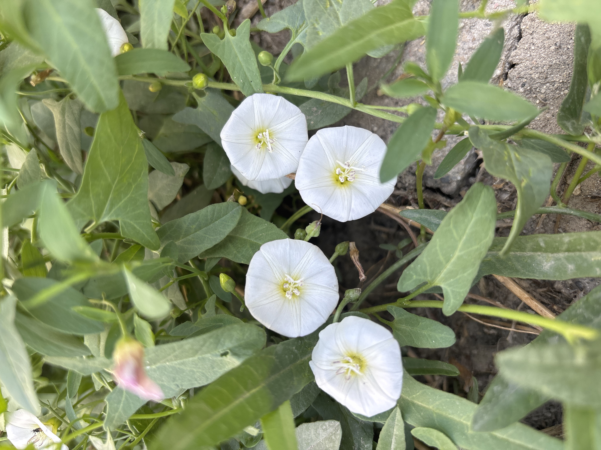The image depicts a close-up view of several white bindweed flowers with yellow centers, nestled among green leaves and vines. The flowers are trumpet-shaped and appear to be in bloom. The background consists of dry soil and some pebbles. The scene is likely an outdoor environment, possibly a garden or a natural setting. No people are visible in the image, and no specific location in Taraz, Kazakhstan, can be identified from the visual information provided.