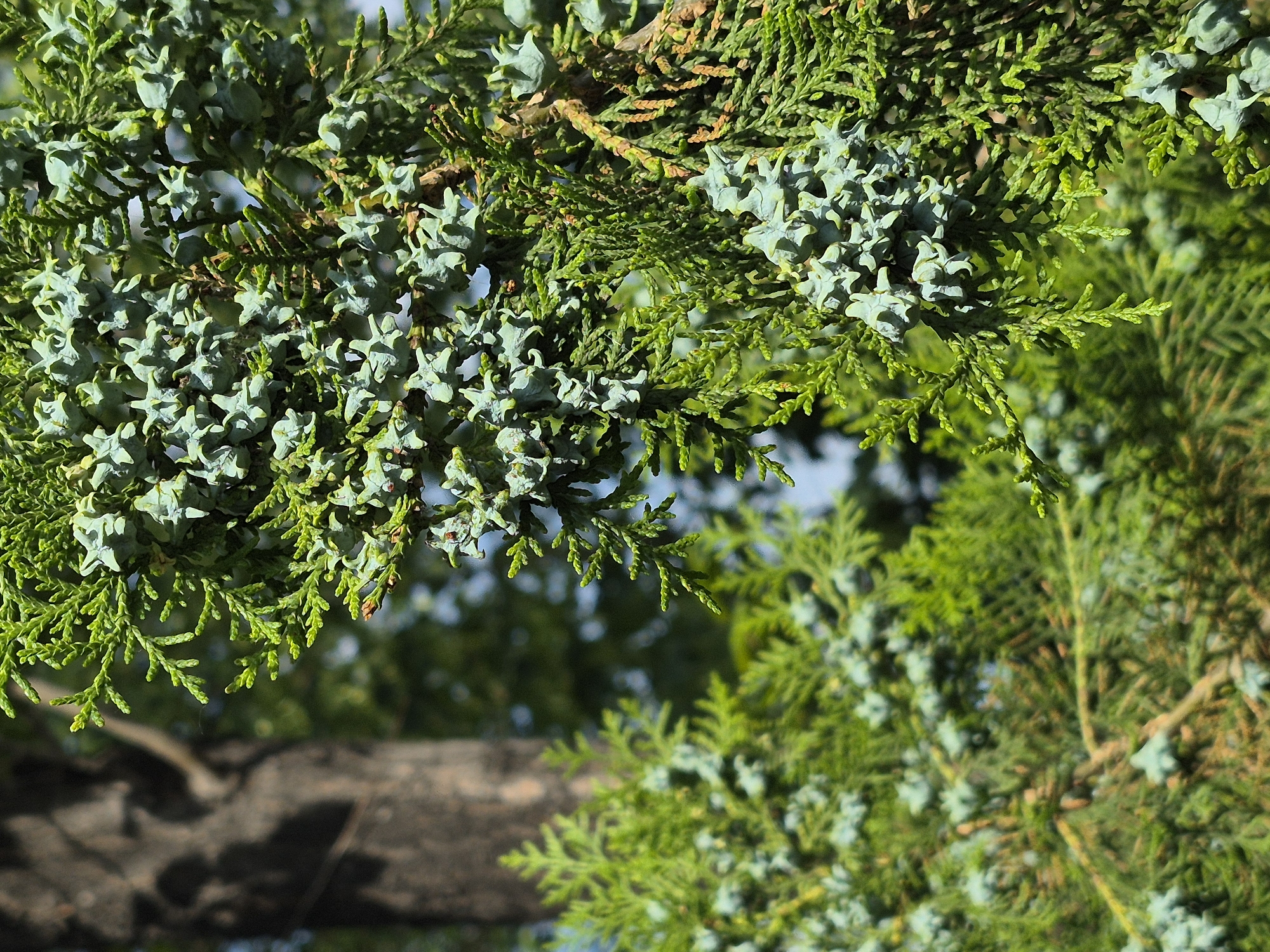 The image displays a close-up view of coniferous branches, likely from a cypress or cedar tree, laden with small, pale green cones. The needles are finely textured and a vibrant green, with some branches showing hints of brown from older foliage. The cones are clustered together, some appearing star-shaped. In the background, the blurred form of a tree trunk is visible, along with the out-of-focus greenery of other foliage. The lighting suggests an outdoor setting, possibly a park or garden, on a bright day. The specific location in Yerevan, Armenia, is not discernible from the visual information provided. There are no people or actions depicted in the image.