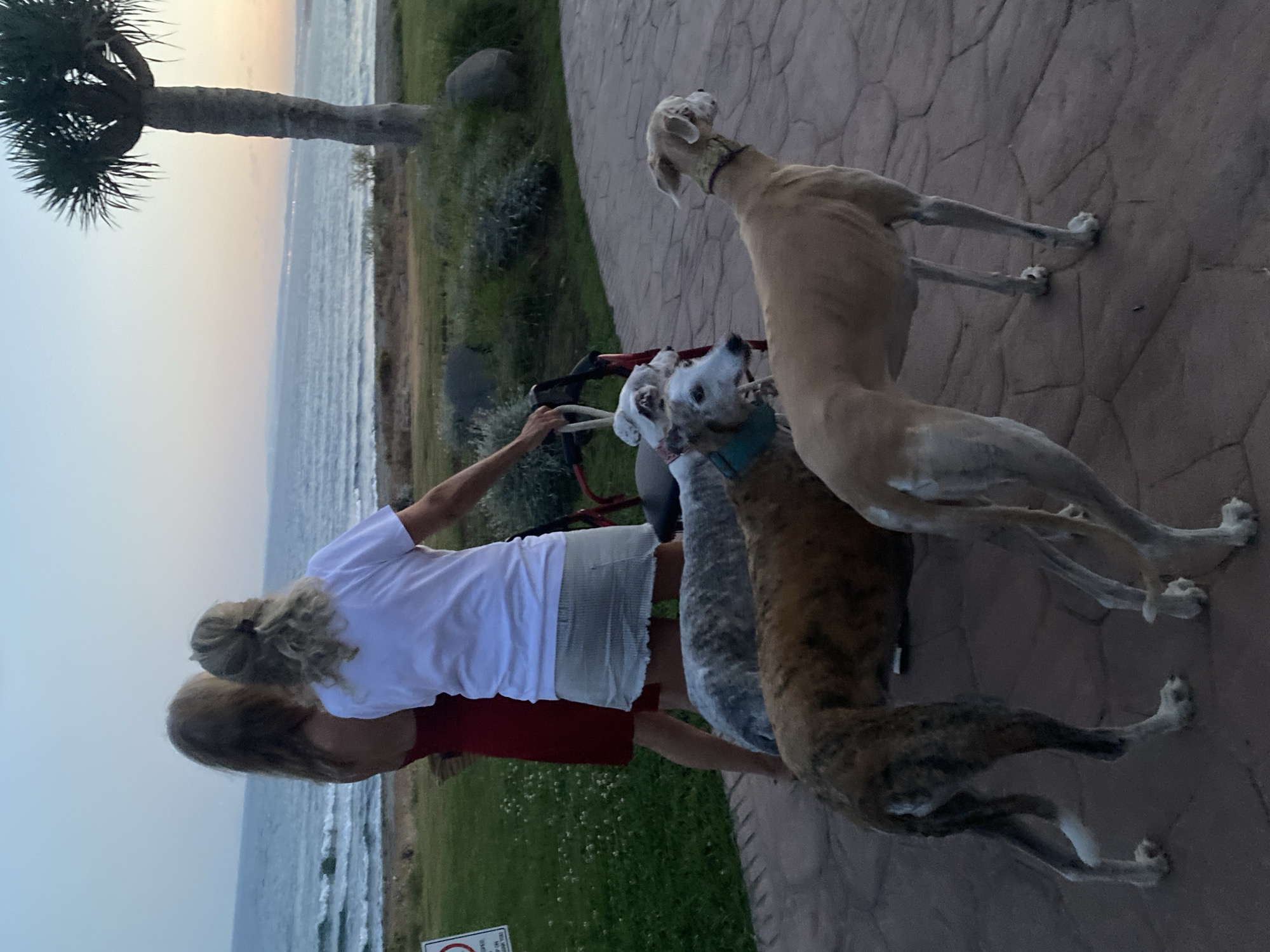 In Estepona, Spain, at dusk, two women stand near the coast with three greyhounds. The woman on the left wears a red dress, while the woman on the right is in a white t-shirt and a light-colored skirt, holding the leash of a red walker. The greyhounds, one brindled and two fawn-colored, are gathered near the women. The background shows the sea, with a few lights visible on the distant shore, and a palm tree. The ground is paved with interlocking stone.