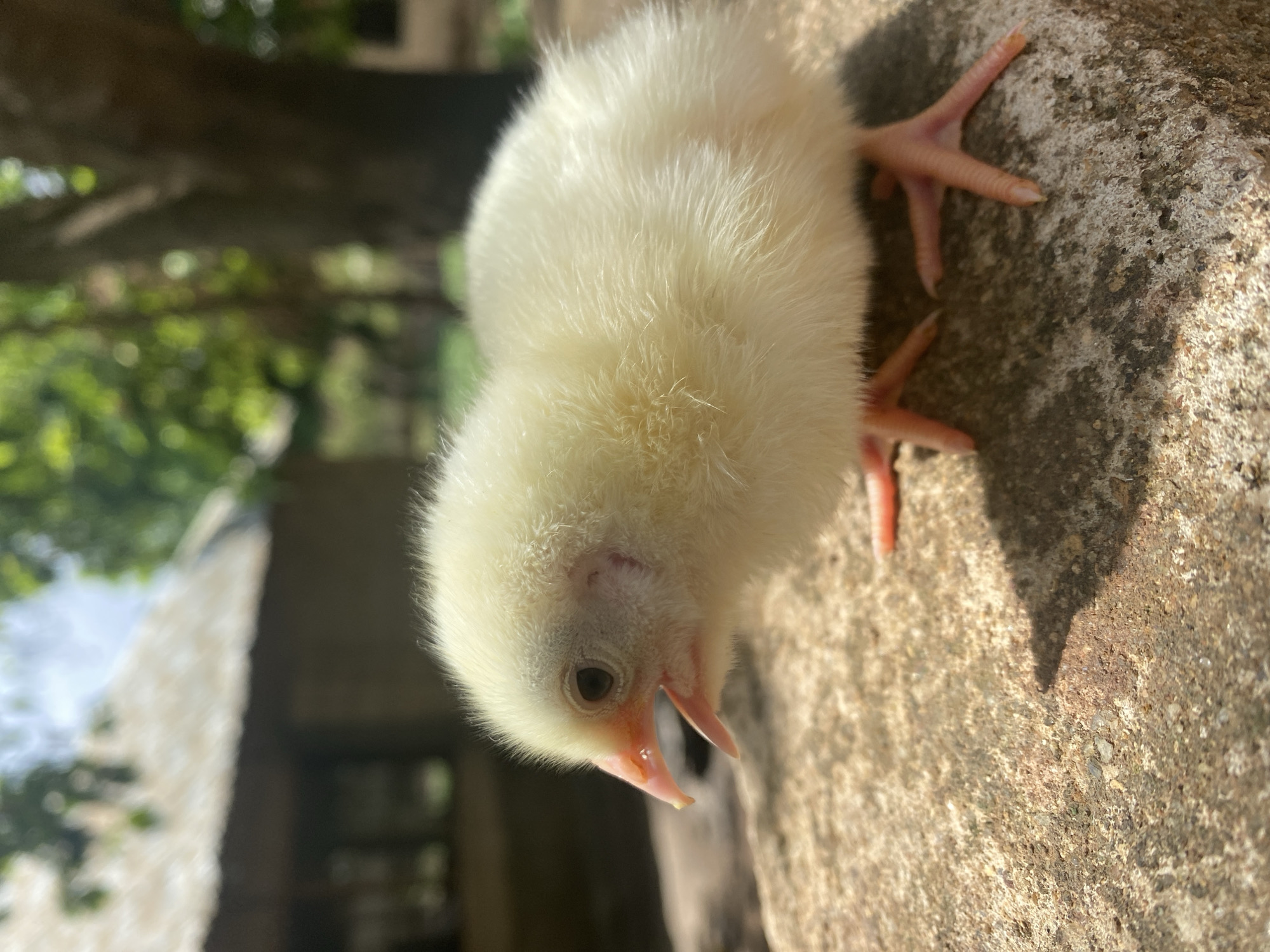 This vertical image captures a young, light-yellow chick standing on a rough, textured concrete or rocky surface under bright daylight in Maigizo, Nigeria. The chick is the central subject, covered in soft, fluffy down feathers. Its dark, round eye and light pinkish-orange beak are clearly visible, with its head slightly lowered as if pecking or observing the ground. Its delicate, pinkish-orange feet with small claws are splayed on the coarse surface.
The background is rendered in a soft focus, revealing lush green foliage and blurred tree branches on the left, and hints of distant, dark structures or shadows. The strong illumination suggests a sunny day, likely mid-morning or afternoon, with distinct shadows cast on the textured ground. The scene evokes a sense of new life and the chick's gentle exploration of its outdoor environment. There is no visible text.