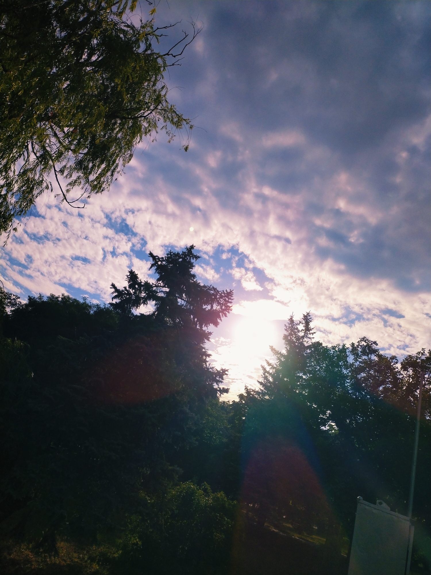 The image captures a low-angle view of a partially obscured sky with scattered clouds, tinged with pink and purple hues, suggesting either dawn or dusk. The sun is visible as a bright, blown-out area near the center, creating lens flare that manifests as rainbow-like streaks across the lower portion of the frame. Silhouetted trees and foliage form a dark band across the lower half of the image, obscuring the ground and any potential urban elements. A suggestion of a vertical, light-colored object, possibly a signpost or structure, is visible in the far lower right corner. The scene is set against a natural backdrop of trees, hinting at a park or a wooded area within the city of Horishni Plavni, Ukraine.