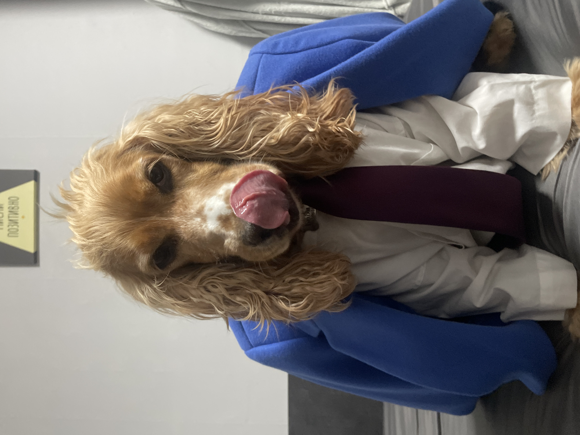 A charming golden-brown cocker spaniel is playfully depicted, wearing a blue blazer, a white collared shirt, and a burgundy tie. The dog's head is turned towards the viewer, with its tongue partially extended, licking its nose, giving it a humorous and endearing expression. Its long, wavy ears and fur frame its face. The dog appears to be lying down on soft, light-colored bedding or fabric, which also comprises part of the background on the right. To the left, a plain, light-colored wall forms the background, with a small, yellow and black object partially visible, displaying upside-down text that appears to be in Cyrillic script, possibly reading "ПОЗИТИВНО" (POZITIVNO). The overall scene is indoors and well-lit, highlighting the dog's soft fur and the texture of its attire. The dog's direct gaze and playful tongue suggest a friendly and lively personality. While the specific location context of Razgrad, Bulgaria is provided, the image itself does not contain overt geographical cues.