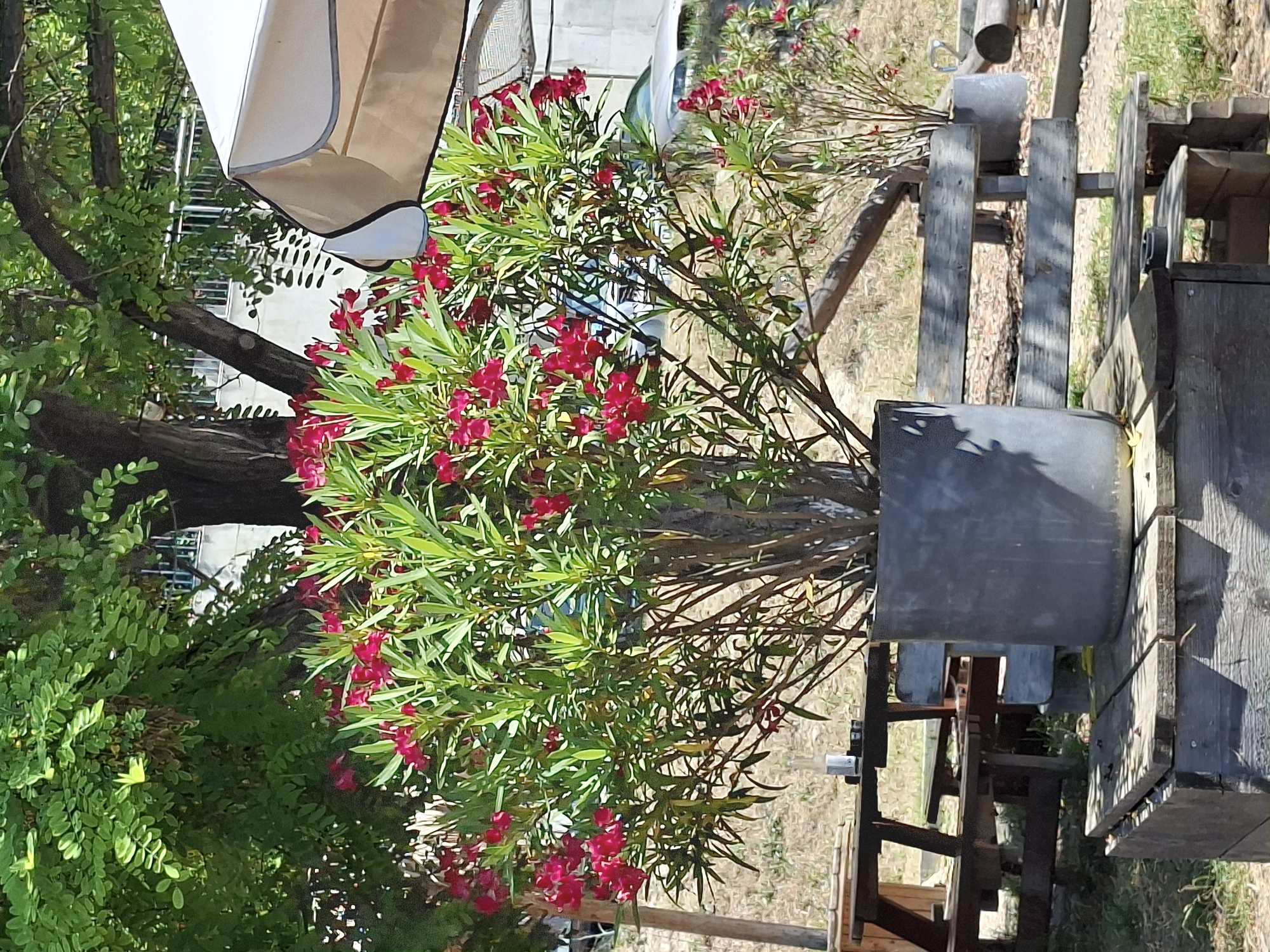 The image depicts an outdoor scene with a focus on a vibrant pink flowering bush, likely an oleander, in full bloom. The bush is lush and green, with numerous clusters of bright pink flowers. To the left of the bush, part of a large, white umbrella or awning is visible, casting shadows. Behind the bush, wooden structures, possibly part of outdoor furniture or a rustic setup, are present. These structures appear weathered and are made of planks. Some metal elements, possibly part of a railing or support system, are also discernible.
The ground is covered with dry grass and some scattered debris, suggesting a natural or somewhat unkempt environment. In the background, a building with a light-colored facade can be seen, along with more foliage. The lighting suggests it is daytime, with sunlight casting distinct shadows. The overall impression is one of a garden or an outdoor recreational area. There is no visible text in the image, and no people are present. The scene evokes a sense of a warm, sunny day in a natural setting. The specific location context provided is Varna, Bulgaria.