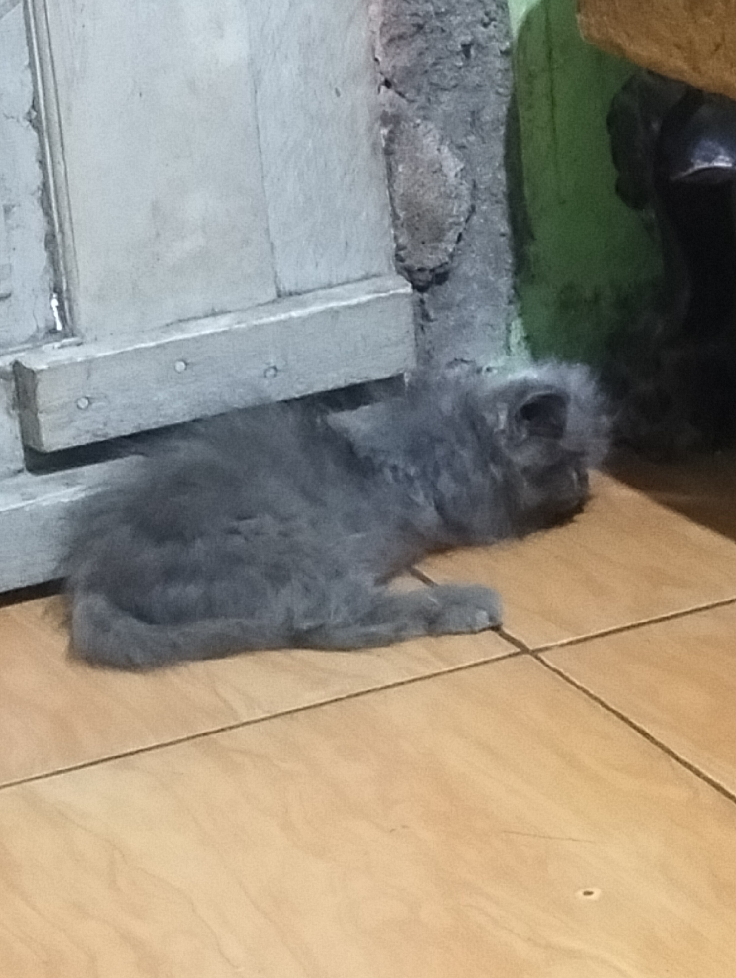 A fluffy, grey kitten is lying on a tiled floor in front of a pale grey, weathered door in Jetis, Indonesia. The kitten's body is elongated, and its head is resting on the floor, facing to the right. The environment appears to be indoors, with a section of rough, grey concrete wall visible to the right of the door, and a green painted wall further to the right. The lighting suggests it may be daytime, possibly indoors with limited natural light. The floor is made of light brown square tiles.