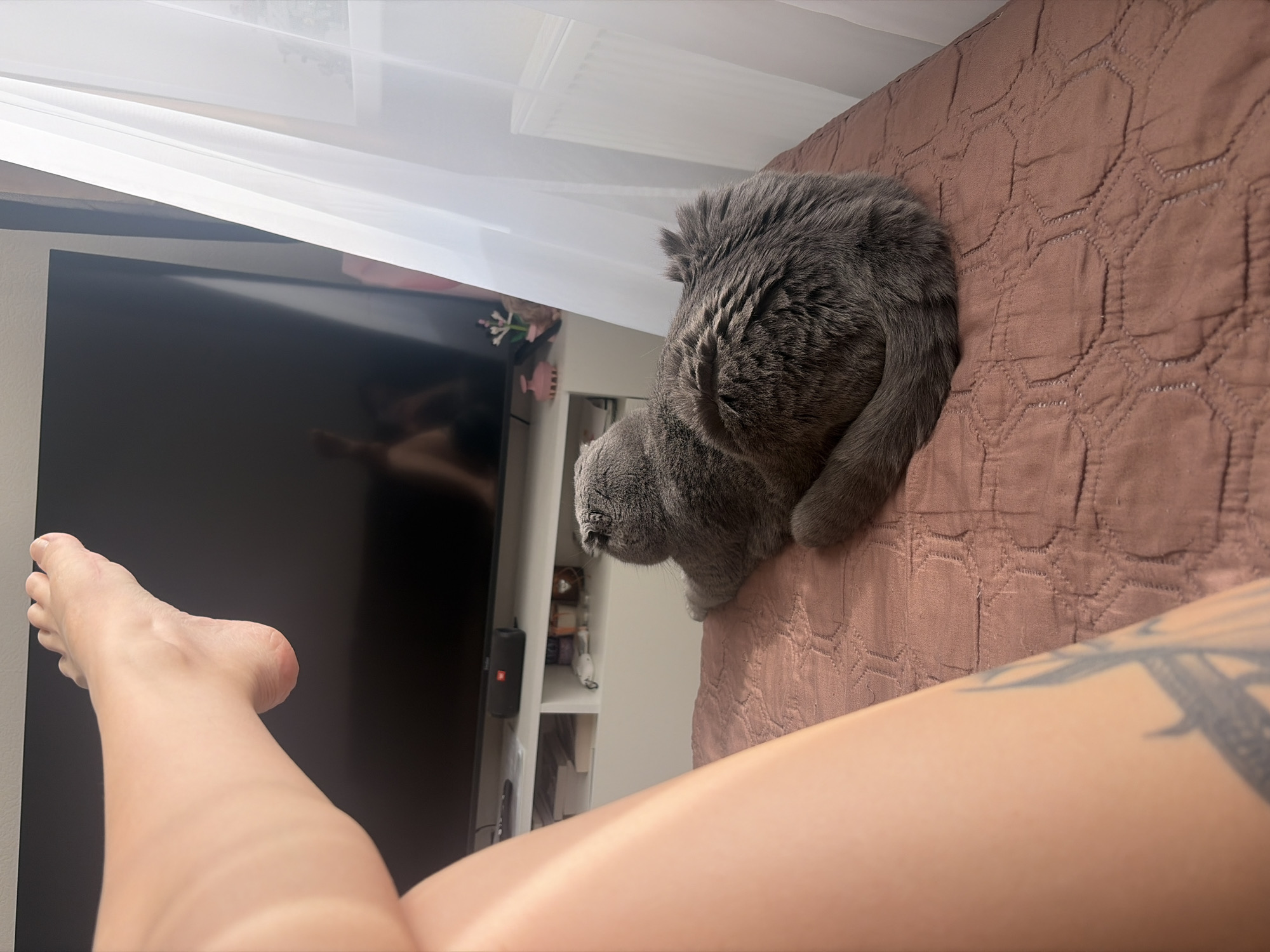 A medium-shot captures a domestic interior. A gray British Shorthair cat is positioned on a mauve quilted bedspread. Beside the cat, a fair-skinned leg is visible, extending from the right foreground towards the left, ending with a foot near a large, dark-screened television set. The leg is partially adorned with a tattoo. A white shelf unit is situated behind the television. Above, a white translucent curtain is visible. This image does not reveal any information that would indicate the location being Saint Petersburg, Russia.