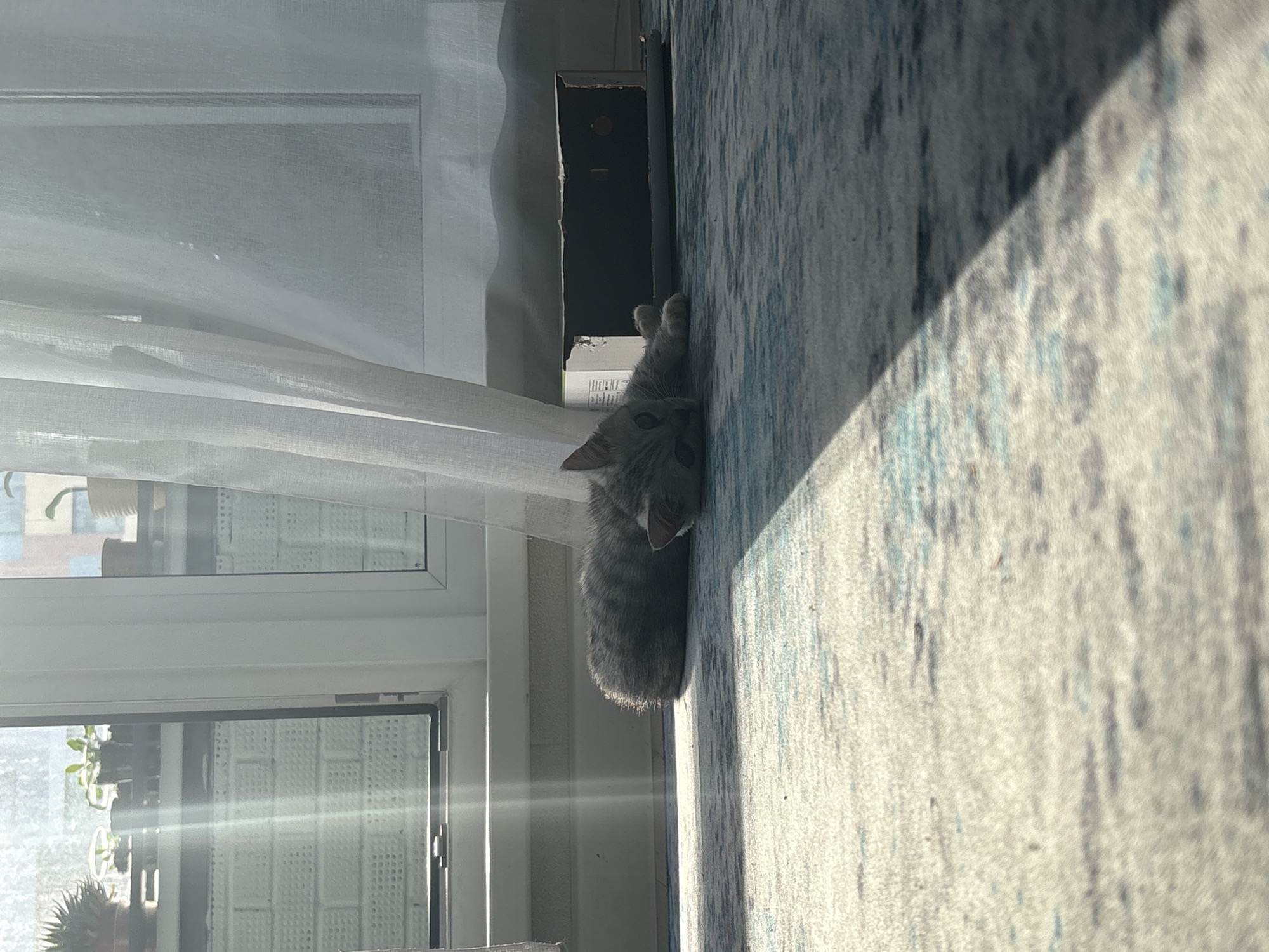 A grey tabby kitten is perched on a light blue and white textured surface next to a window with sheer white curtains. Sunlight streams through the window, illuminating a view of a building with window planters. The kitten appears to be looking at the camera. A dark, rectangular object is visible behind the kitten. The location is unknown.