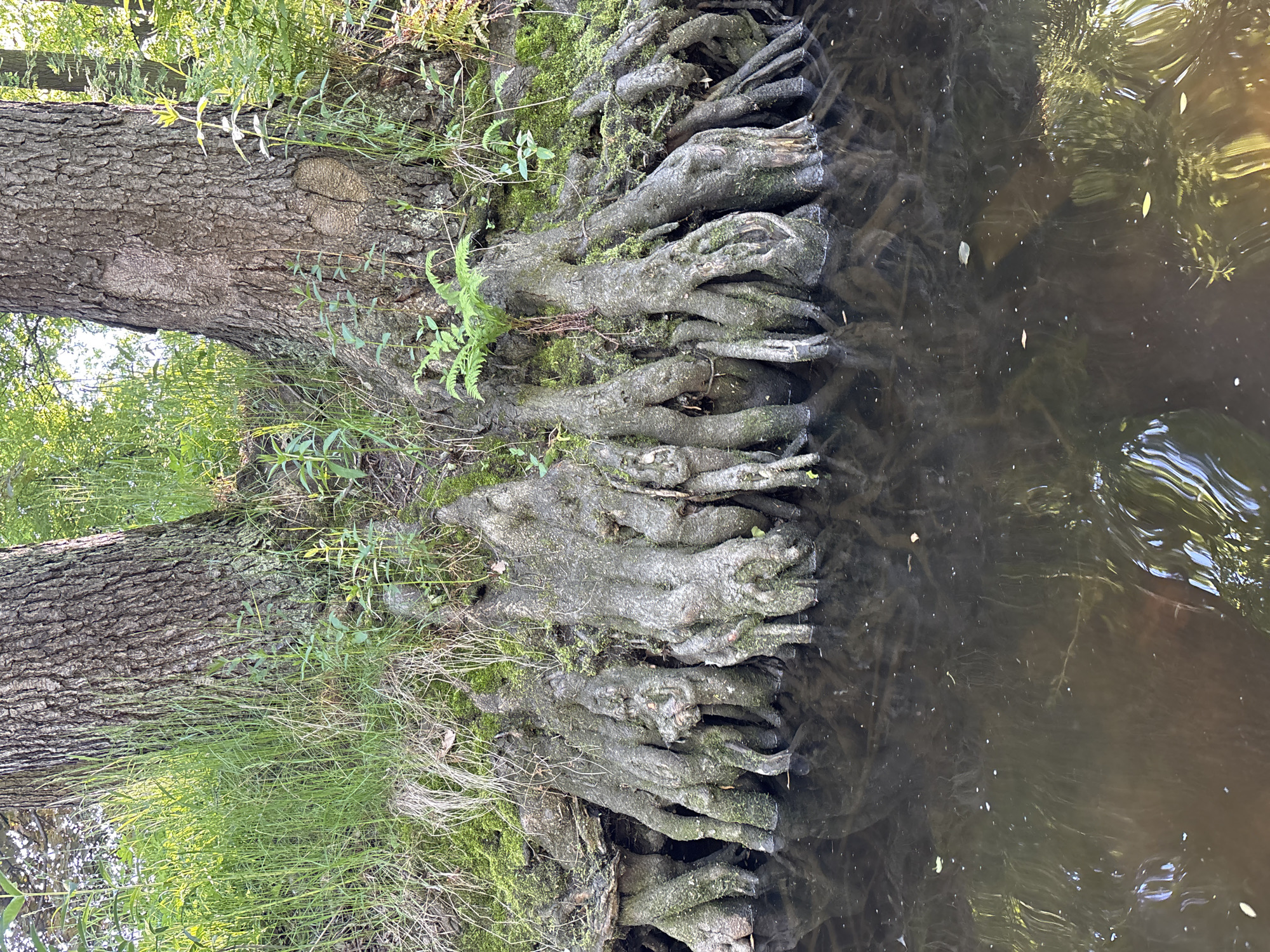 This media file captures a serene natural scene by a body of water, likely in Saint Petersburg, Russia, during daytime. A large, prominent tree trunk with rough, textured bark anchors the left side of the frame, rising vertically. Its base transitions into an intricate network of thick, gnarled roots that spread horizontally along the bank and plunge into the water.
These exposed roots are heavily weathered and covered with patches of dark green moss, creating a rugged texture. Various small green plants, including ferns and grasses, grow among the roots and on the verdant bank above them.
To the right, the dark, calm surface of the water reflects the overhead sky and distant greenery, with gentle ripples disturbing the reflections. A few light-colored leaves and small debris are visible floating on the water. The water appears somewhat murky but reflects the ambient light, suggesting a clear day.
The scene is well-lit by natural daylight, highlighting the organic textures of the bark, mossy roots, and reflective water surface. No individuals or specific activities are depicted, emphasizing the tranquility of the natural environment. There is no visible text in the image.