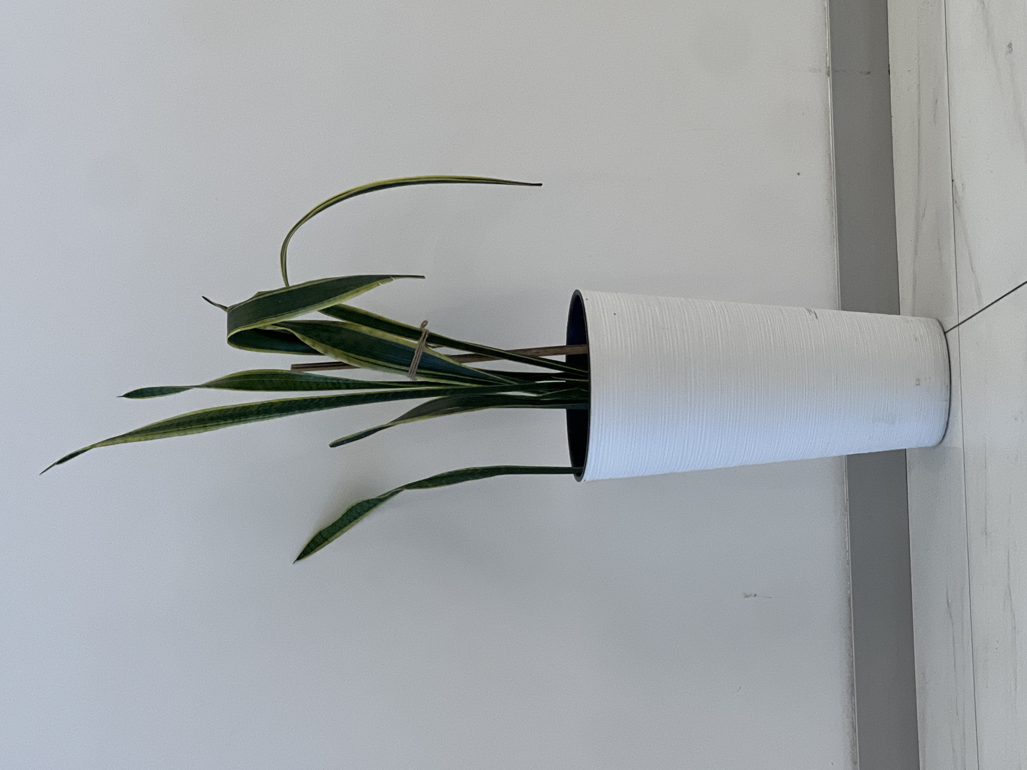 A snake plant in a white textured planter sits against a plain white wall on a tiled floor. The plant has long, stiff green leaves with yellow stripes. Some leaves are upright, while others droop. A small piece of twine is tied around some of the leaves. A gray baseboard runs along the bottom of the wall. The scene appears to be indoors in a modern setting, possibly an apartment or office. The image is centered on the plant. The location in Batumi, Georgia is not specified.
