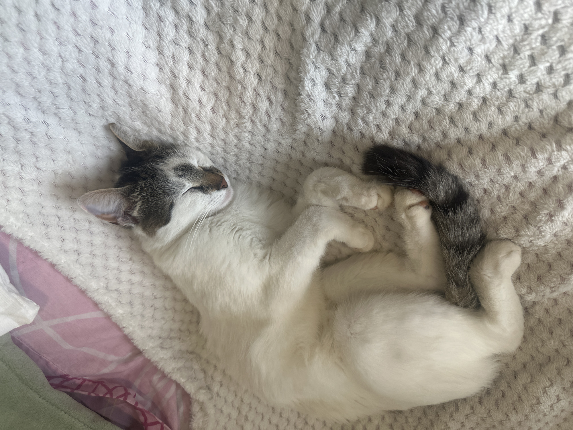 A white and grey kitten is sleeping curled up on a white, textured blanket. The blanket is on top of a bed with pink and white patterned sheets visible in the lower left corner. The kitten's tail is grey and black striped, and its paws are curled up near its tail. The cat is lying on its side, with its head resting near the top left of the frame. The image appears to be taken indoors with natural lighting. There is no indication of the location being Konstantinovo, Bulgaria, or any other specific location.