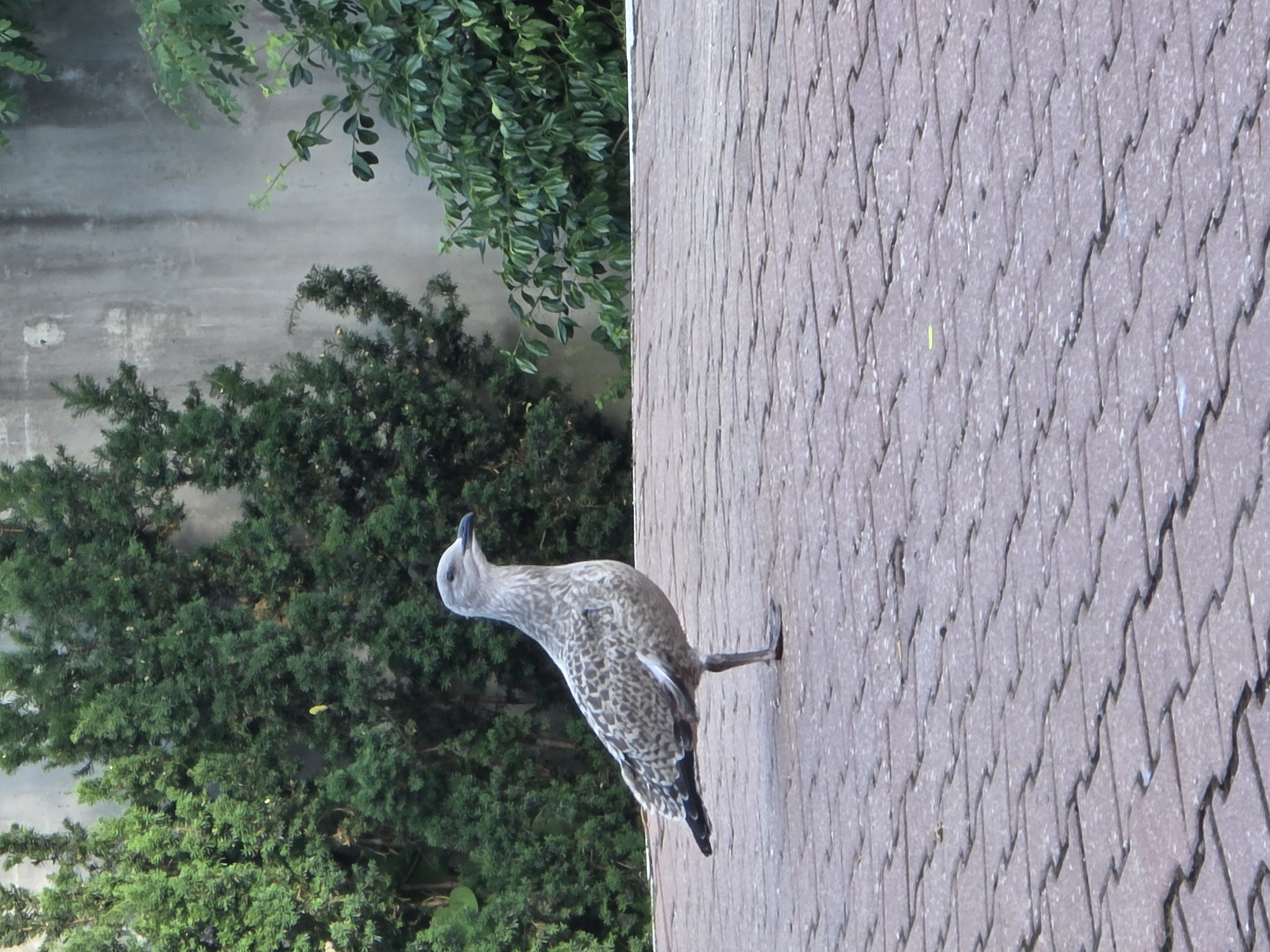 A young seagull stands on a cobblestone patio in front of lush green trees and a rough concrete wall. The bird is facing right, with its left leg slightly raised. Its plumage is a mottled grey and white, with darker markings on its wings and tail. The cobblestones are a reddish-brown hue and are laid in a basket-weave pattern. The trees behind the bird are dense and varied in texture, with some appearing to be coniferous. The concrete wall in the background is weathered and stained, suggesting it is an exterior wall of a building. The overall scene is one of a natural element, the seagull, in an urban or suburban setting. The location is specified as Sopot, Poland.