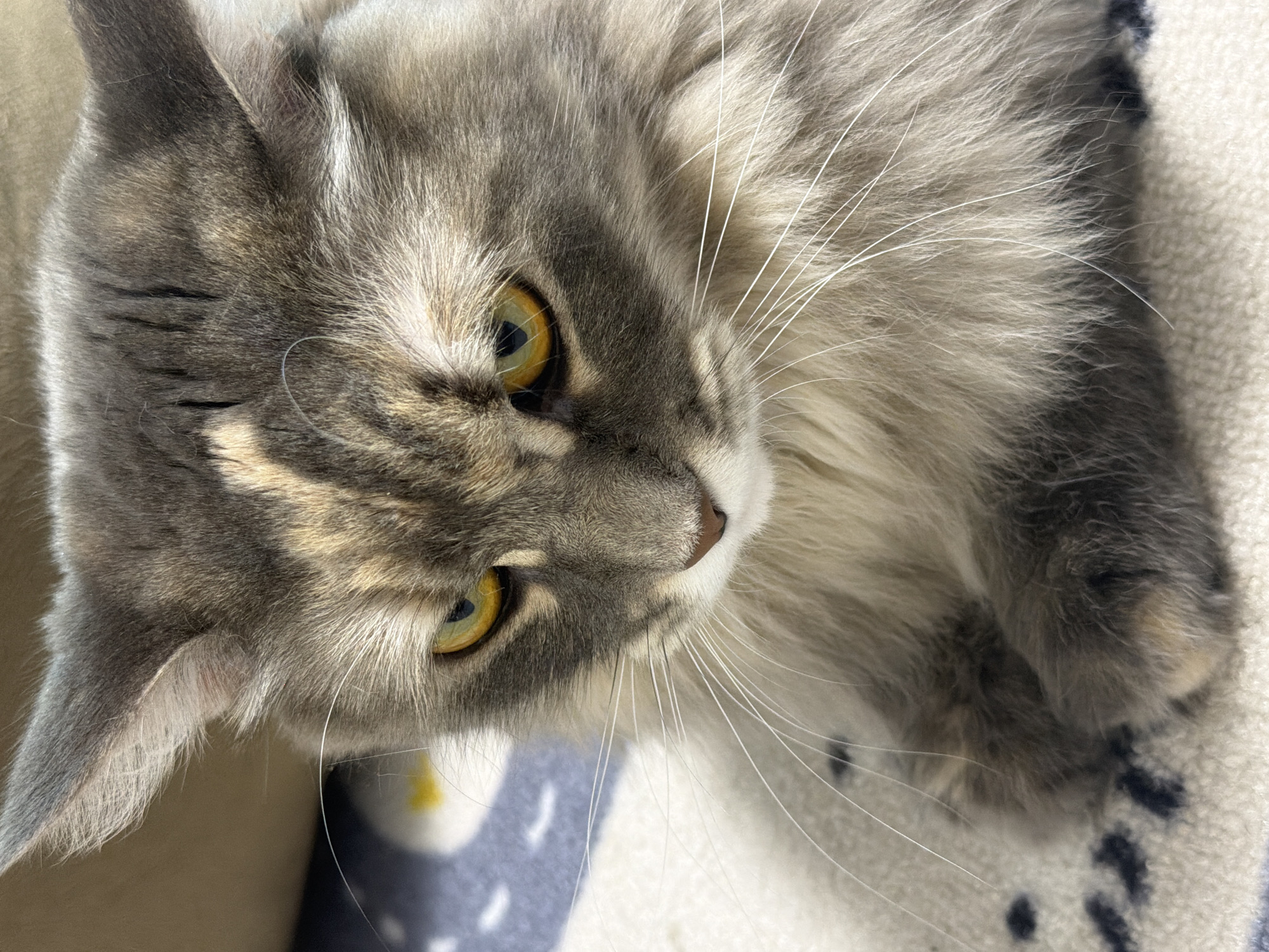 A close-up, eye-level shot focuses on the face of a long-haired cat, possibly a Maine Coon or a similar breed, with grey and cream-colored fur. The cat's expression appears solemn or perhaps slightly annoyed, with its yellow eyes looking down and to the left of the frame. Its ears are pointed upwards, and long white whiskers fan out from its muzzle. The cat is lying on a textured surface, which appears to be a blanket or rug with a pattern of blue shapes. The background is soft and out of focus, suggesting an indoor environment. There is no discernible location in Izhevsk, Russia, or any other city specified in the image.