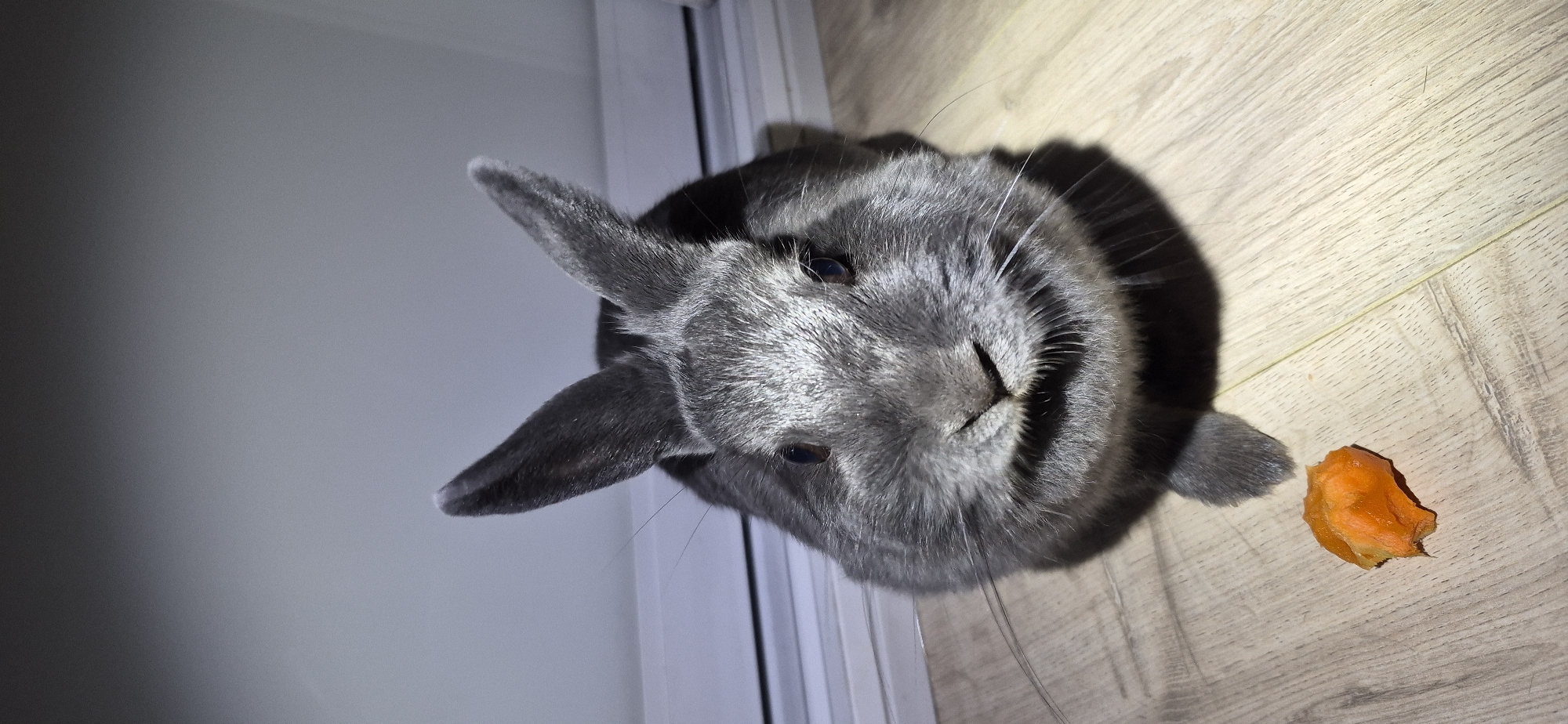 A close-up, vertical shot captures a gray rabbit sitting on a light-brown wooden floor. The rabbit is facing the camera, its ears standing erect and its whiskers prominent. To the left of the rabbit is a small, orange piece of food, possibly a carrot. A bright light source from the top casts a shadow of the rabbit onto the background, which appears to be a light gray wall with a white horizontal line near the bottom, suggesting it might be a window frame or baseboard. The image does not contain any elements that would indicate its location in Ussurijsk, Russia.