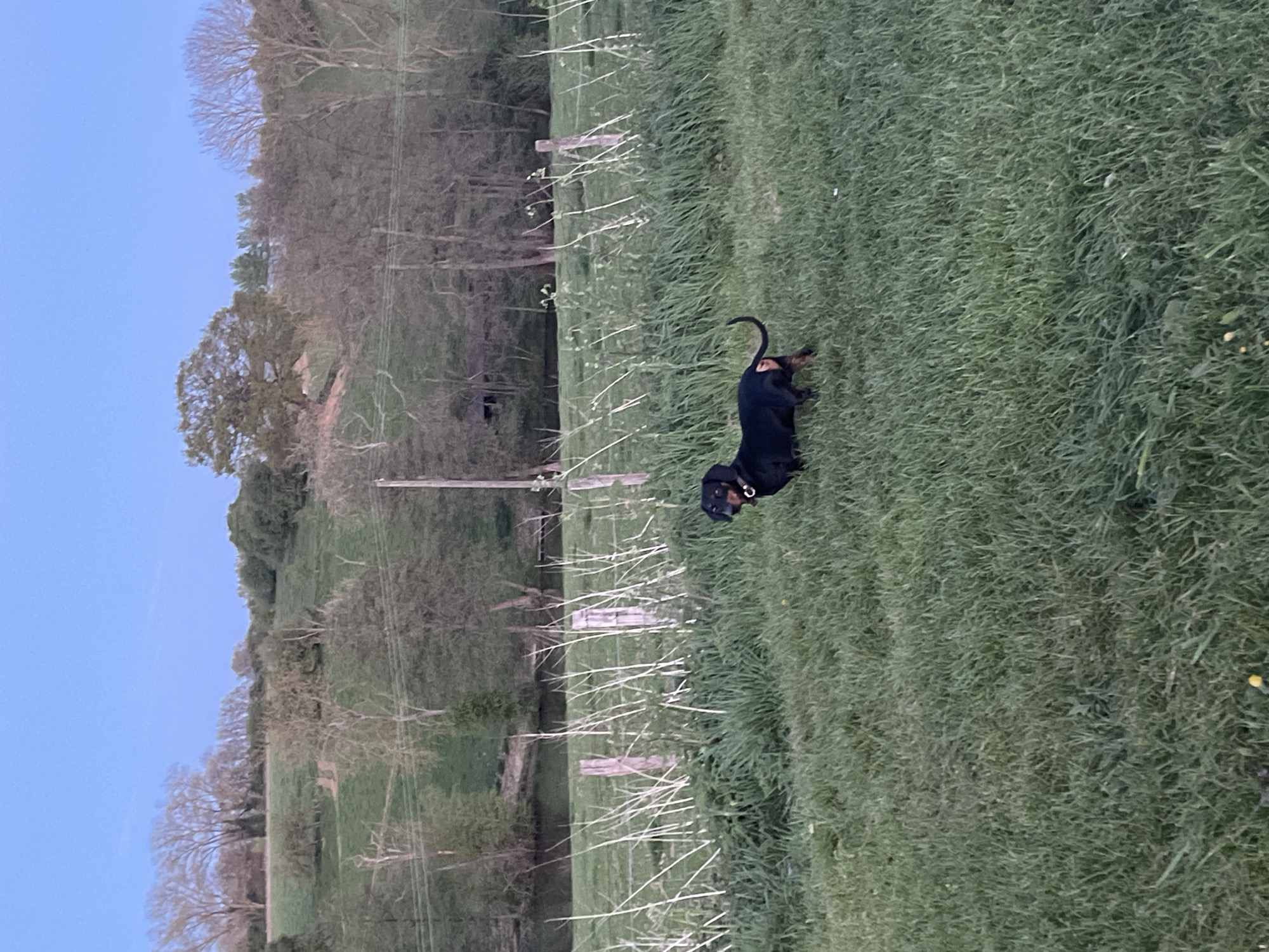 The image depicts a black and tan dachshund standing in a field of green grass. A wooden fence runs through the middle ground of the image, partially obscured by tall white weeds. Beyond the fence, the landscape rises, showing a hillside with trees and patches of green field. The sky is a pale blue. The location is a rural area, potentially near Maidstone, United Kingdom, based on the landscape. The scene is outdoors, likely taken during the late afternoon or early evening due to the lighting. The dachshund is the main subject.