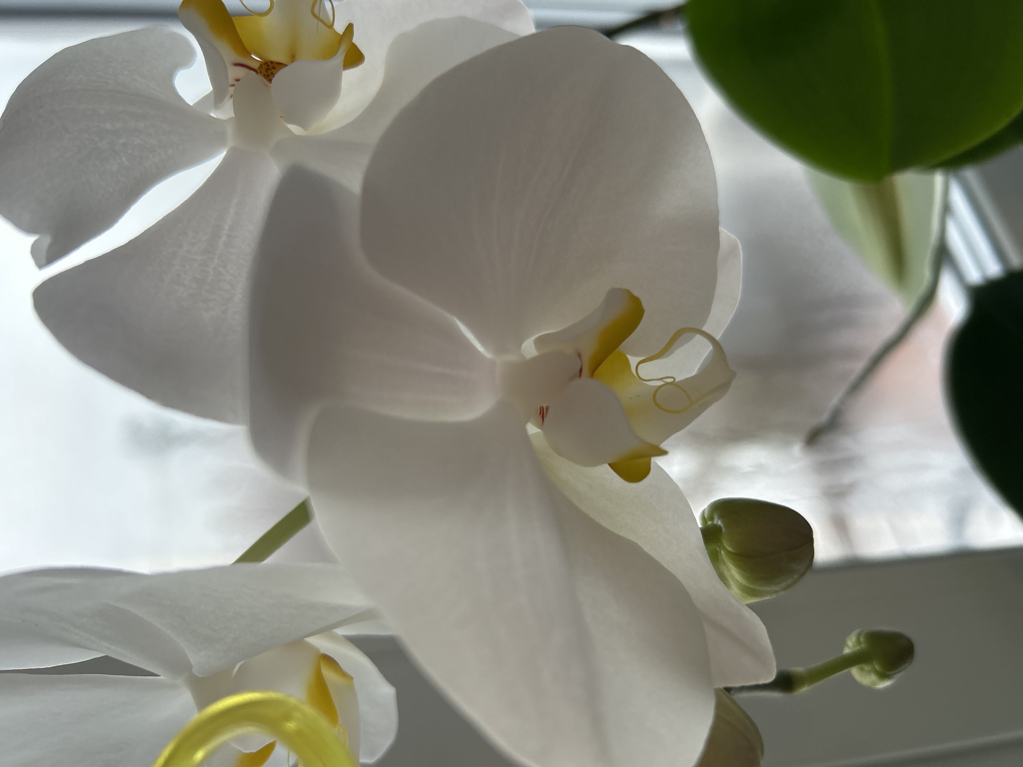 The image shows a close-up of white orchids with yellow accents. The flowers are in bloom, and some buds are yet to open. Green leaves are visible in the background, out of focus. The light suggests an indoor setting. There is no indication of the location being Noviy, Russia.