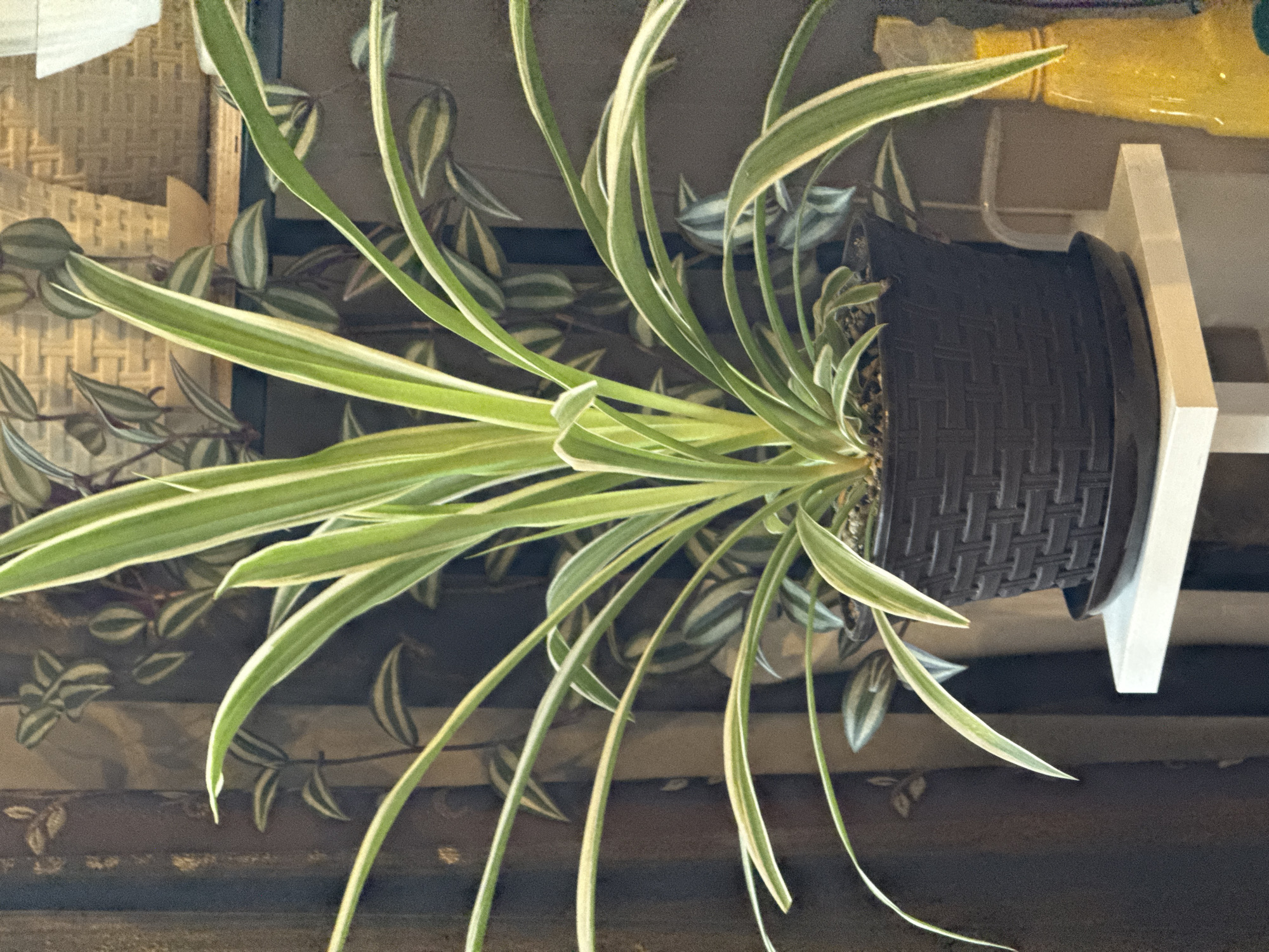 A spider plant with variegated leaves sits in a black woven pot on a white shelf. The plant's long, arching leaves are green with white edges, and some have yellow streaks. In the background, another plant with striped leaves is visible, as well as a dark curtain and a portion of a yellow bottle. The scene appears to be indoors, in an area that could be a home or office.