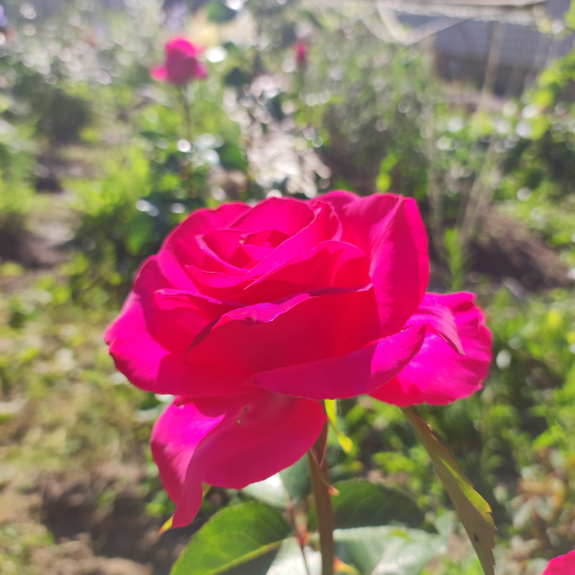 This image features a close-up of a vibrant pink rose in bloom. The rose is the primary subject, with its petals unfurled and catching the sunlight, creating highlights and shadows that emphasize its texture. The background is softly blurred, creating a bokeh effect with hints of green foliage, brown earth, and possibly other flowers. The lighting suggests it is daytime, likely sunny, given the bright illumination on the rose petals.
The setting appears to be a garden or a natural outdoor space. The presence of other blurred flowers and greenery indicates a cultivated or natural floral environment. The focus is clearly on the beauty and detail of the single rose, suggesting an appreciation for nature and flora. There are no people or animals visible in the image. No text is present. The location context, Navoloki, Russia, hints at a possibly temperate climate during a growing season, likely spring or summer, when roses would be in bloom. The overall mood is serene and natural, highlighting the aesthetic appeal of the rose.