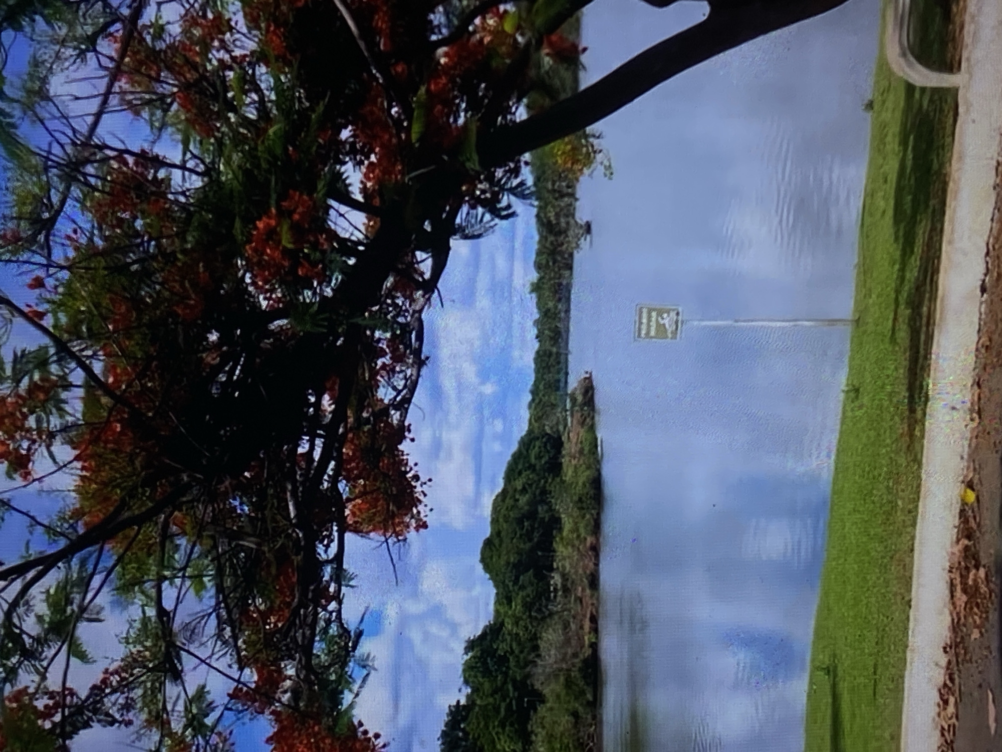 A tree with red flowers is in the foreground, partially obscuring a body of water. The water reflects the blue sky and clouds. On the opposite shore, there is a line of lush green trees. A white signpost with a green warning symbol is visible on the grassy bank near the water. The scene appears to be a park or natural area, likely in Tinaquillo, Venezuela, given the context. The image is a photograph of an outdoor landscape.