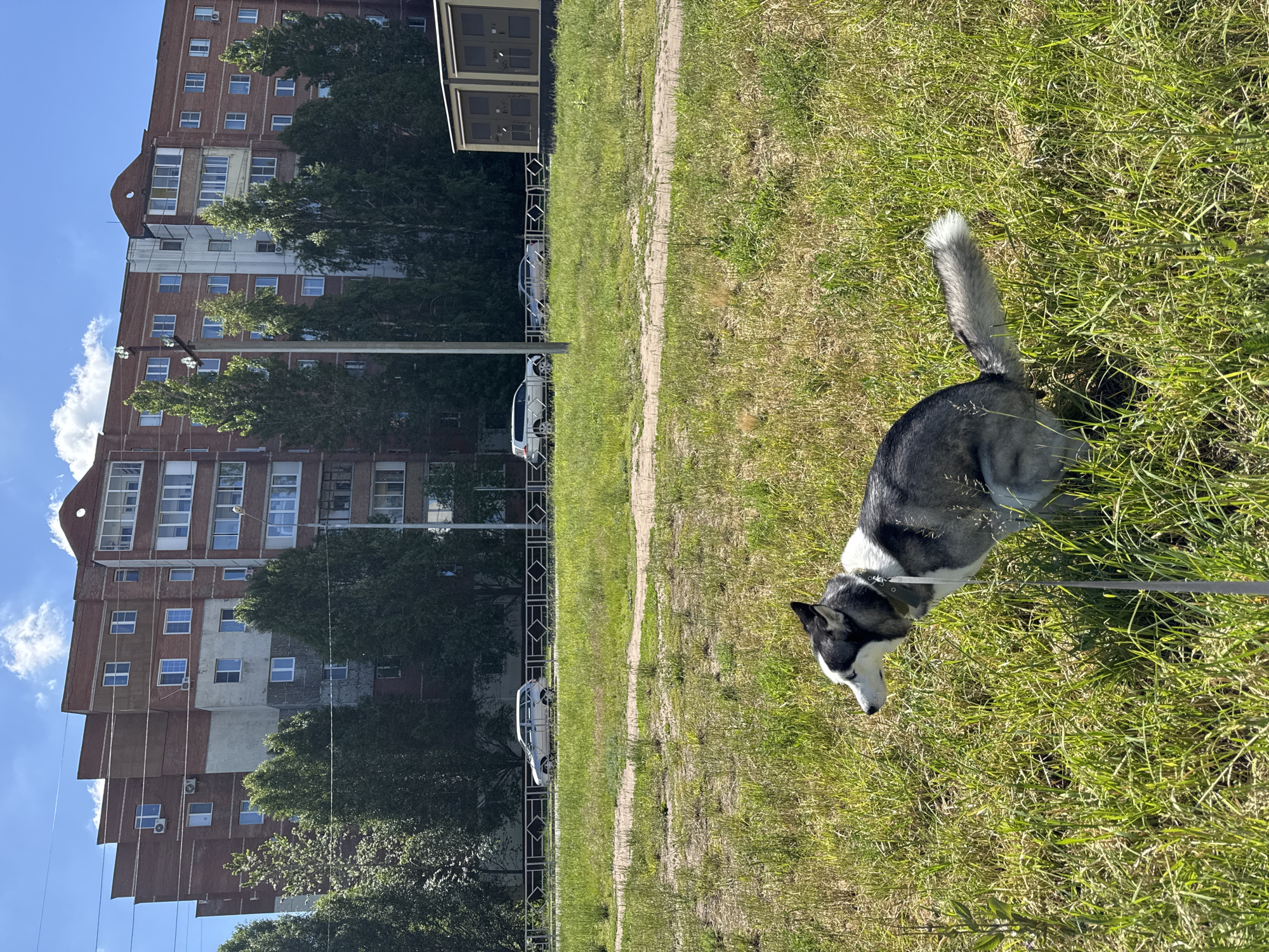 The image captures a bright, sunny outdoor scene, likely a park or green space adjacent to a residential building. In the foreground and mid-ground, a black and white husky-type dog is standing in lush green grass. The dog, wearing a collar and leash, is looking downwards, appearing to sniff the ground or observe something. Its fluffy, grey and white tail is prominently visible.
A narrow dirt path winds through the grassy area. In the background, a large, multi-story apartment building with a red brick facade stands tall under a clear blue sky dotted with a few white clouds. The building features numerous windows, some with air conditioning units, and has a distinctive rounded architectural detail at its uppermost section. Several trees are planted in front of the building, partially obscuring its lower and middle floors.
A metal fence runs horizontally across the mid-ground, separating the grassy area from what appears to be a parking or street area. Behind this fence, a white SUV and a silver sedan are parked. The sunlight casts shadows, indicating a bright day. The overall scene depicts a dog enjoying a walk in a common urban or suburban residential area. There is no visible text in the image.