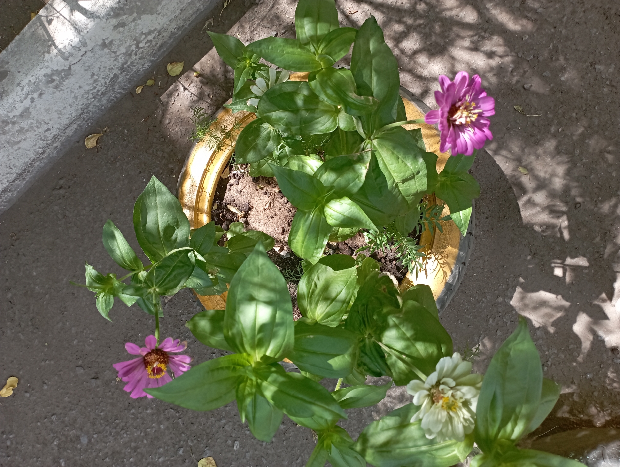 A high-angle, full shot shows a potted plant with multiple zinnias in the city of Qarağandı, Kazakhstan. The plant sits in a yellow pot, possibly made from a recycled tire, on a grey, asphalt-like surface. The plant has green leaves and three blooming zinnias: one pink, one white, and another pink one slightly out of focus. Some dry leaves are scattered on the ground around the pot. A concrete structure is visible on the right side of the image, casting shadows on the ground. The scene appears to be outdoors, possibly in an urban area.