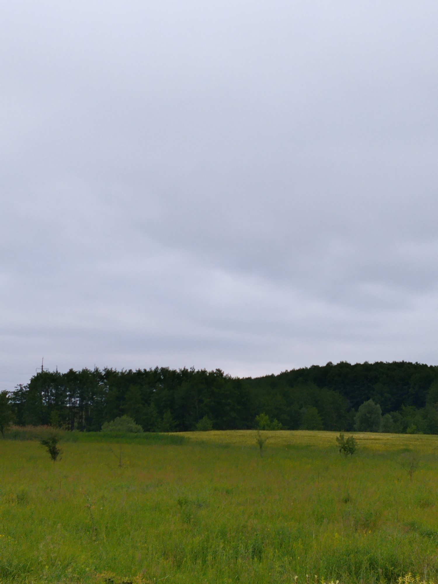 The image depicts a panoramic view of a rural landscape under a heavily overcast sky. In the foreground, a vast field of green grass and wildflowers stretches out, with a few scattered small trees and bushes. The middle ground is characterized by a dense line of dark green trees, forming a forest that stretches horizontally across the image. The background is dominated by the uniform, grey, cloudy sky. To the far left of the image, a faint, dark, vertical structure resembling a utility pole or tower is visible against the treeline. This scene is located in Ustyvytsya, Ukraine.