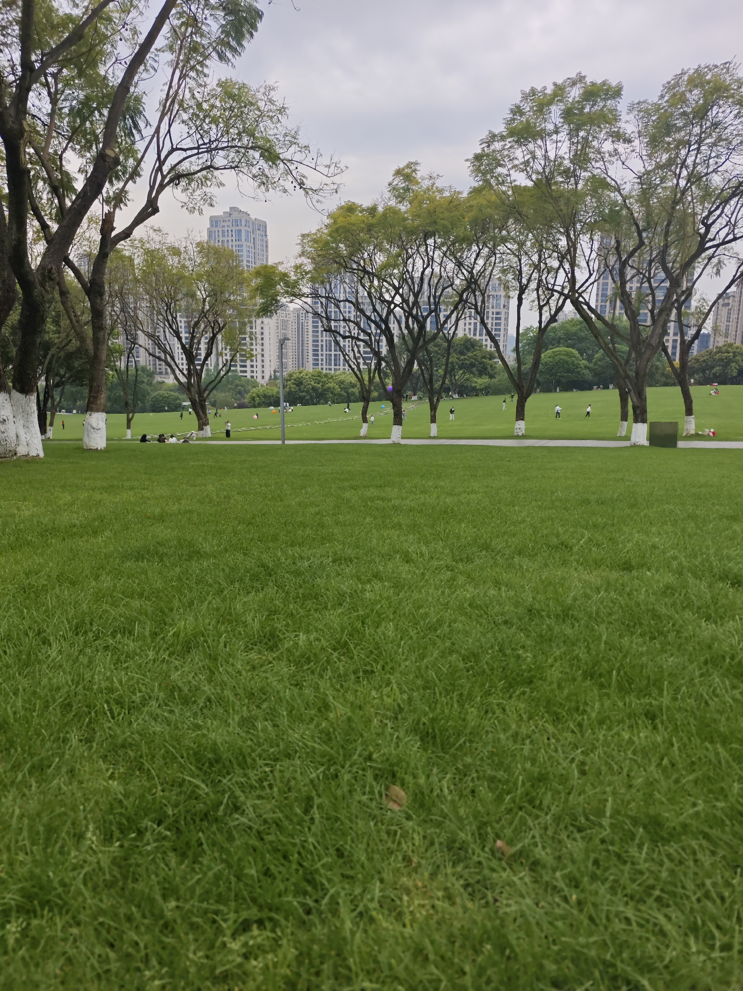 The image depicts a park scene in Liangjiang, China. A large expanse of green lawn dominates the foreground, gradually sloping upward towards the background. Several sparsely distributed trees line the midground, their trunks painted white at the base. Beyond the trees, a city skyline with numerous high-rise buildings is visible against an overcast sky. Scattered individuals and small groups of people are visible on the lawn, some walking, others sitting or playing. A paved path runs through the park. The overall scene is a public park in an urban environment.