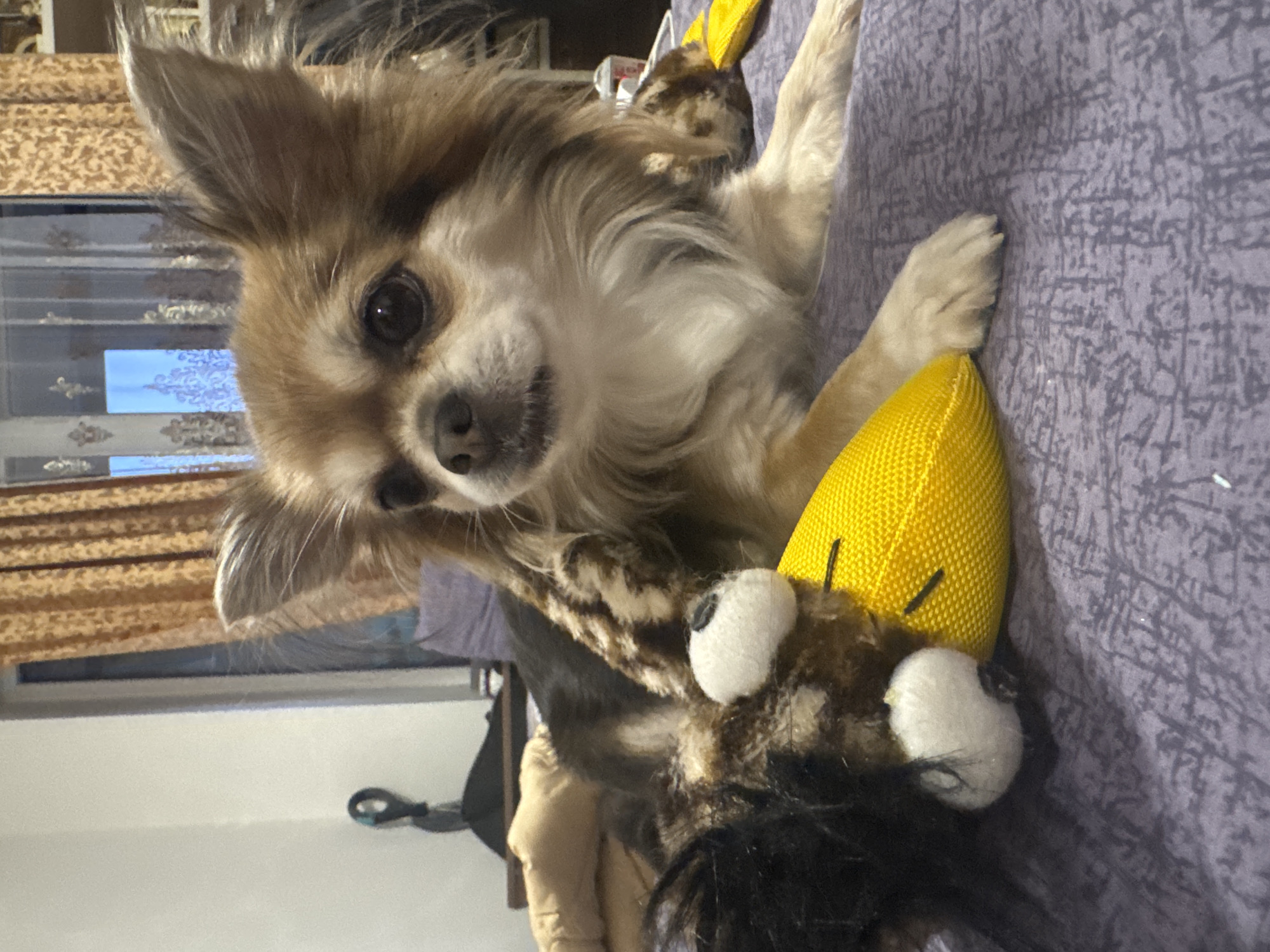 An indoor, eye-level photograph, taken in the city of Saint Petersburg, Russia, captures a long-haired Chihuahua resting on a purple-grey patterned fabric surface, likely a bed or sofa. The dog, with primarily light brown, golden, and white fur, has large, upright, furry ears and dark, observant eyes that gaze slightly to the viewer's right. Its dark nose is visible at the center of its face.
A bright yellow, textured plush toy, resembling a banana with two black stitched markings, lies to the left of the dog's chest. Partially obscured beneath the dog's front body and behind the yellow toy is another dark brown and black striped plush toy with visible white, circular components.
In the mid-ground, a rumpled beige blanket or duvet is visible behind the dog on the left. The background reveals an interior room. A plain white wall is on the left, featuring a black wall-mounted object with a silver/grey looped attachment. To the right, a window is present, covered by an inner sheer curtain with a light-colored ornamental pattern, and an outer, heavier curtain of rust-brown or gold-orange fabric with a decorative pattern. A faint blue light is discernible through the window. On the far right, a partial view of shelves or furniture with various items is visible. No individuals are present in the image.